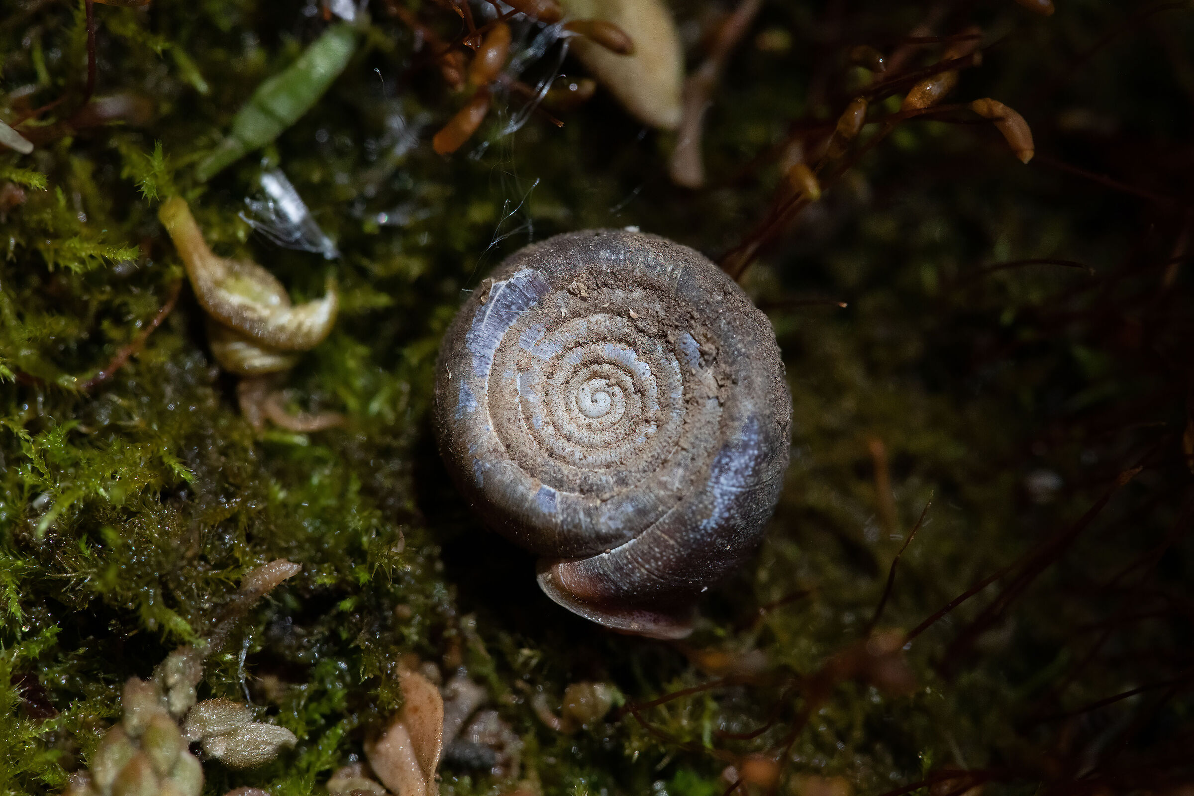 Helicodonta obvoluta