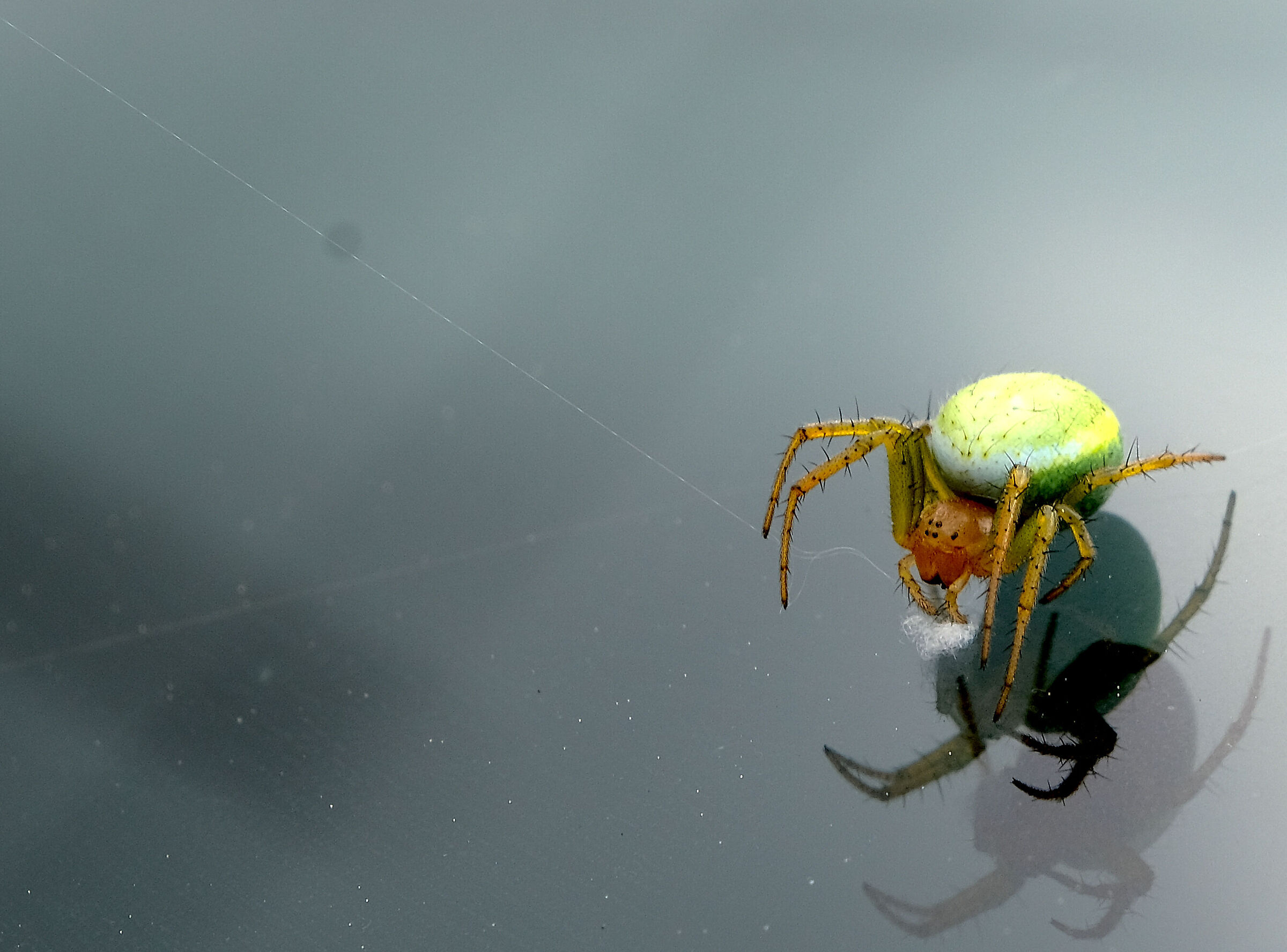 The spider and its 'trace'