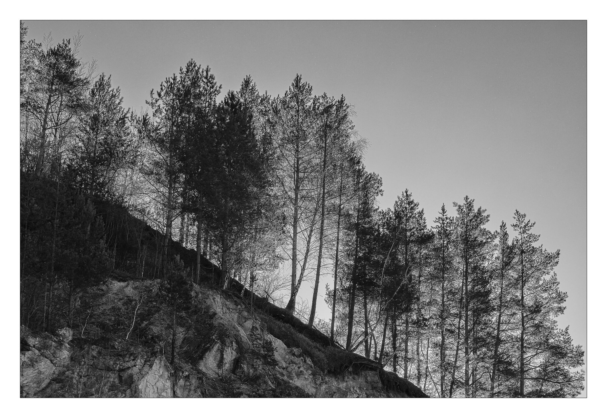 trees above the ravine