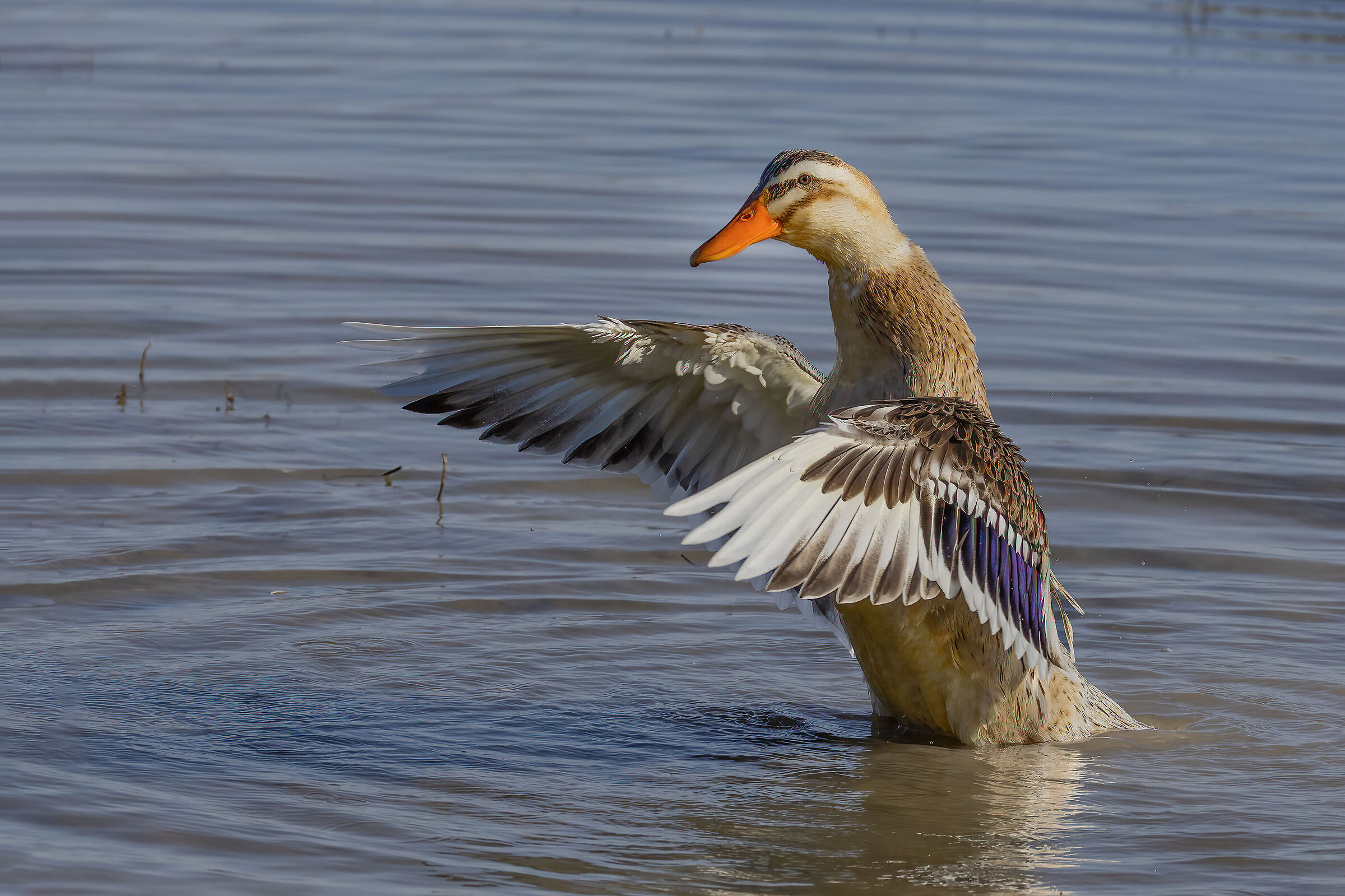 The star of the pond.
