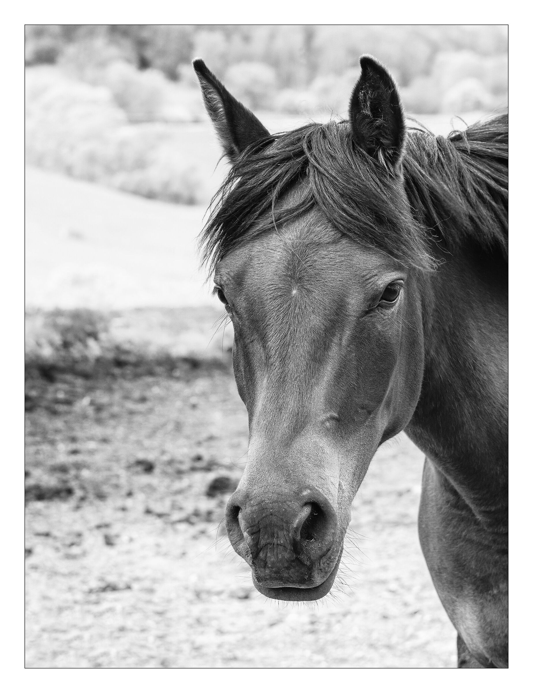 horse portrait