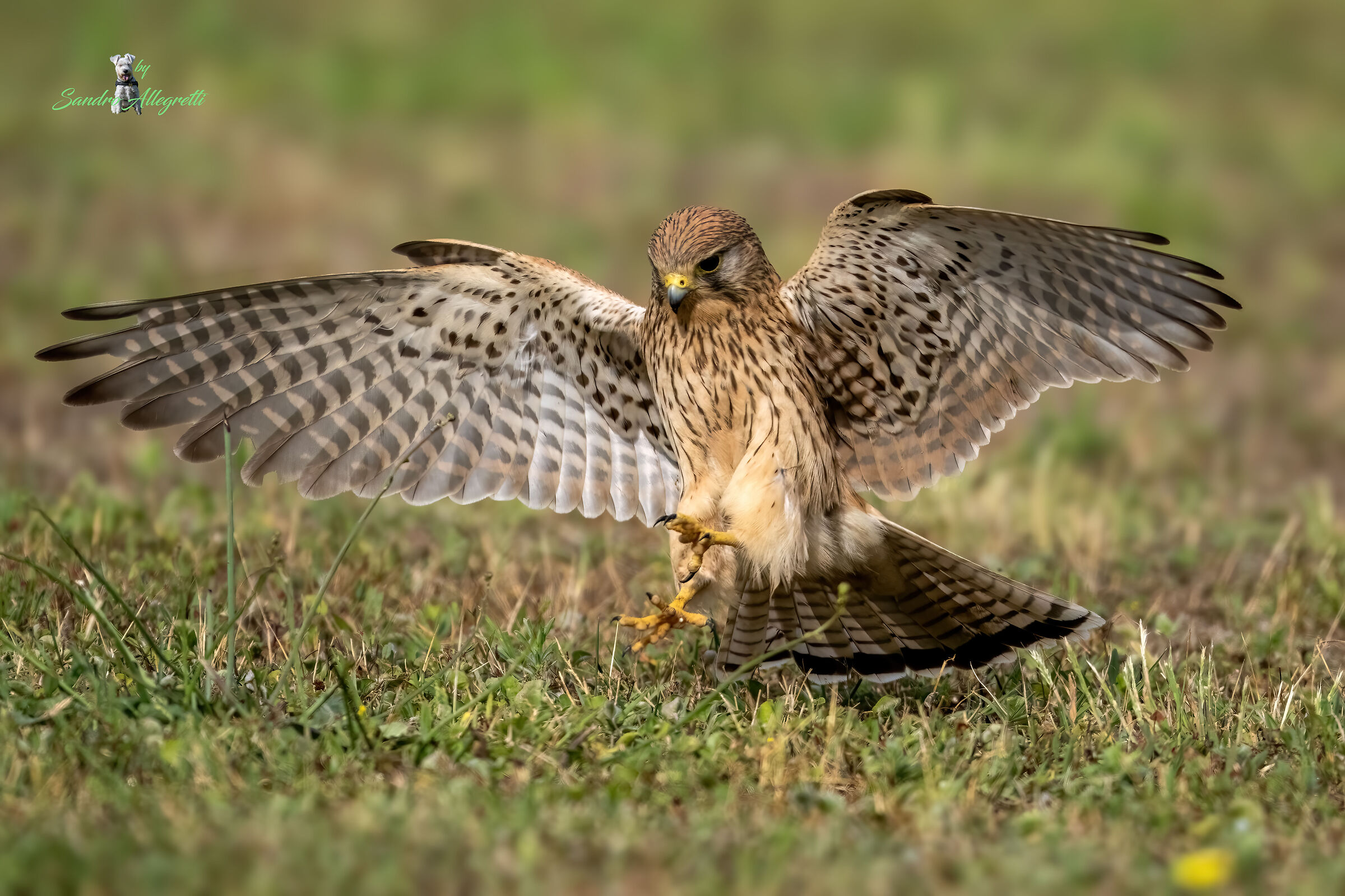 Il gheppio comune (Falco tinnunculus)