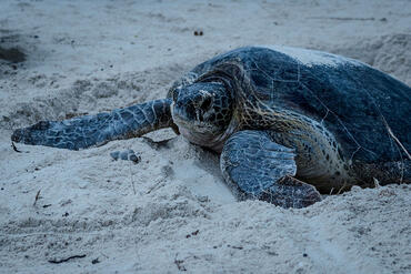 Lepidochelys olivacea