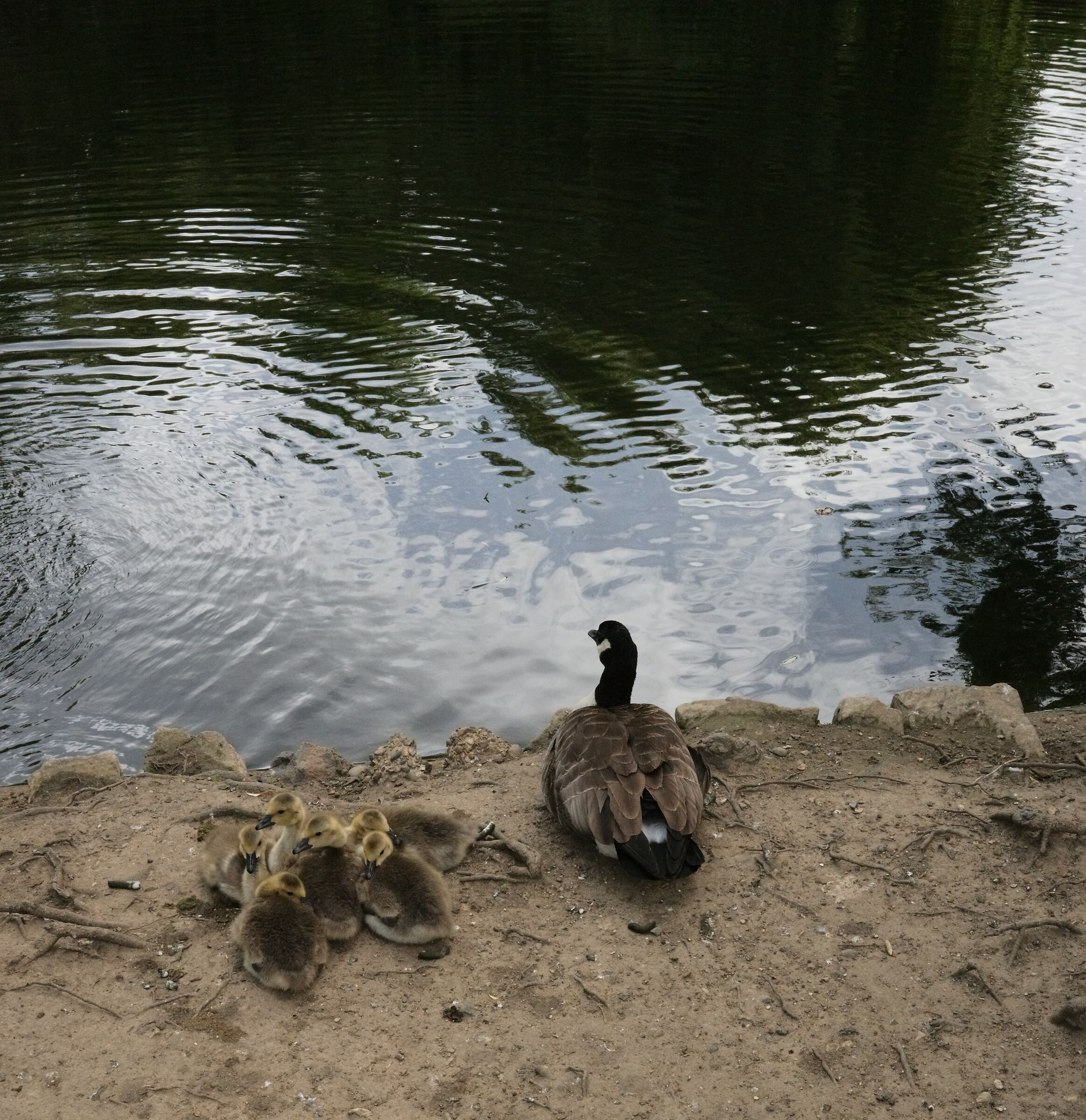 Nidiata a Waterlow Park Middle Pond