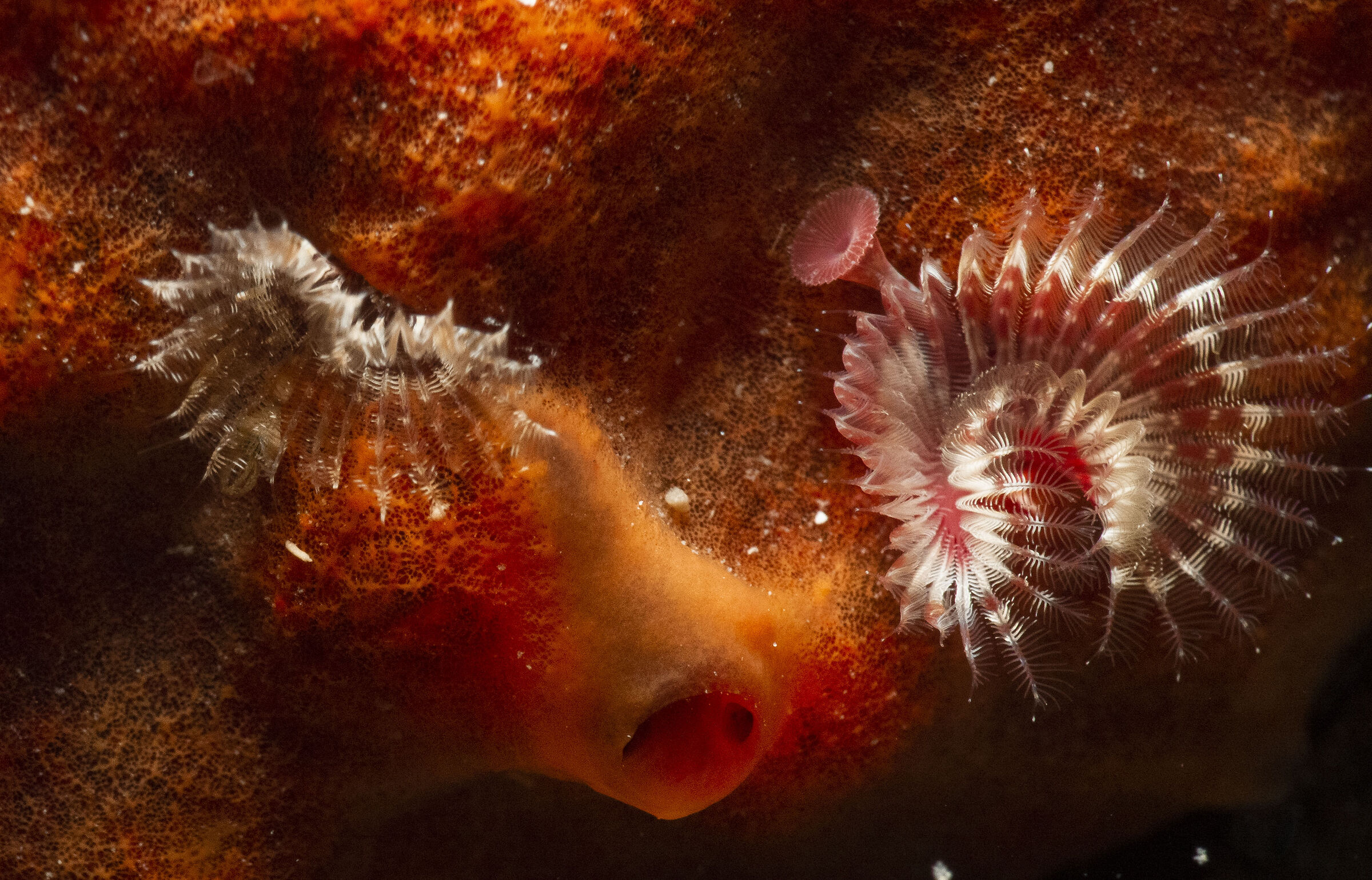 Vermicularia su Crambe crambe