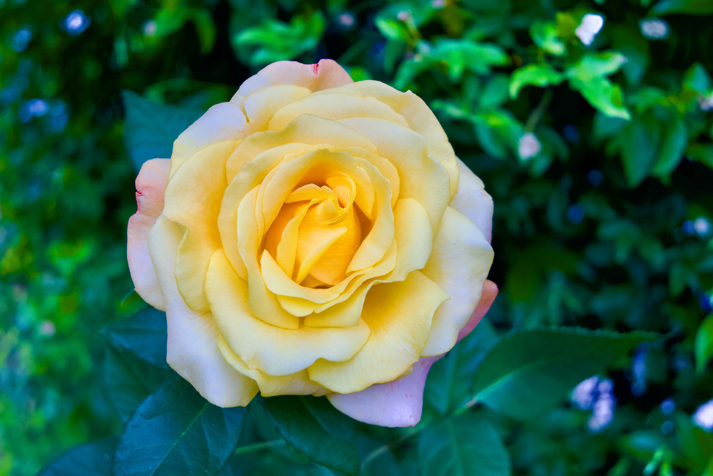 Yellow rose
