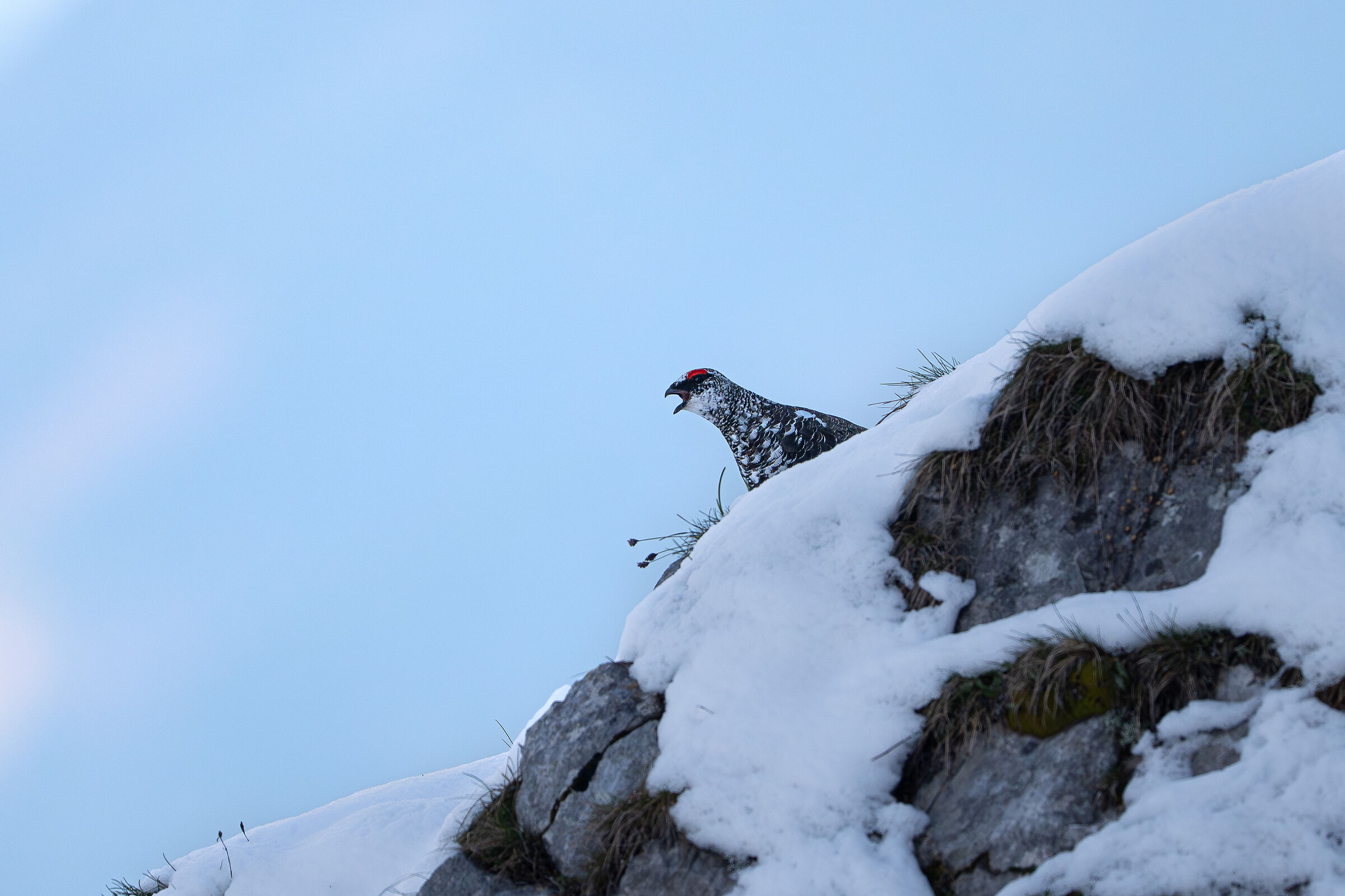 Ptarmigan