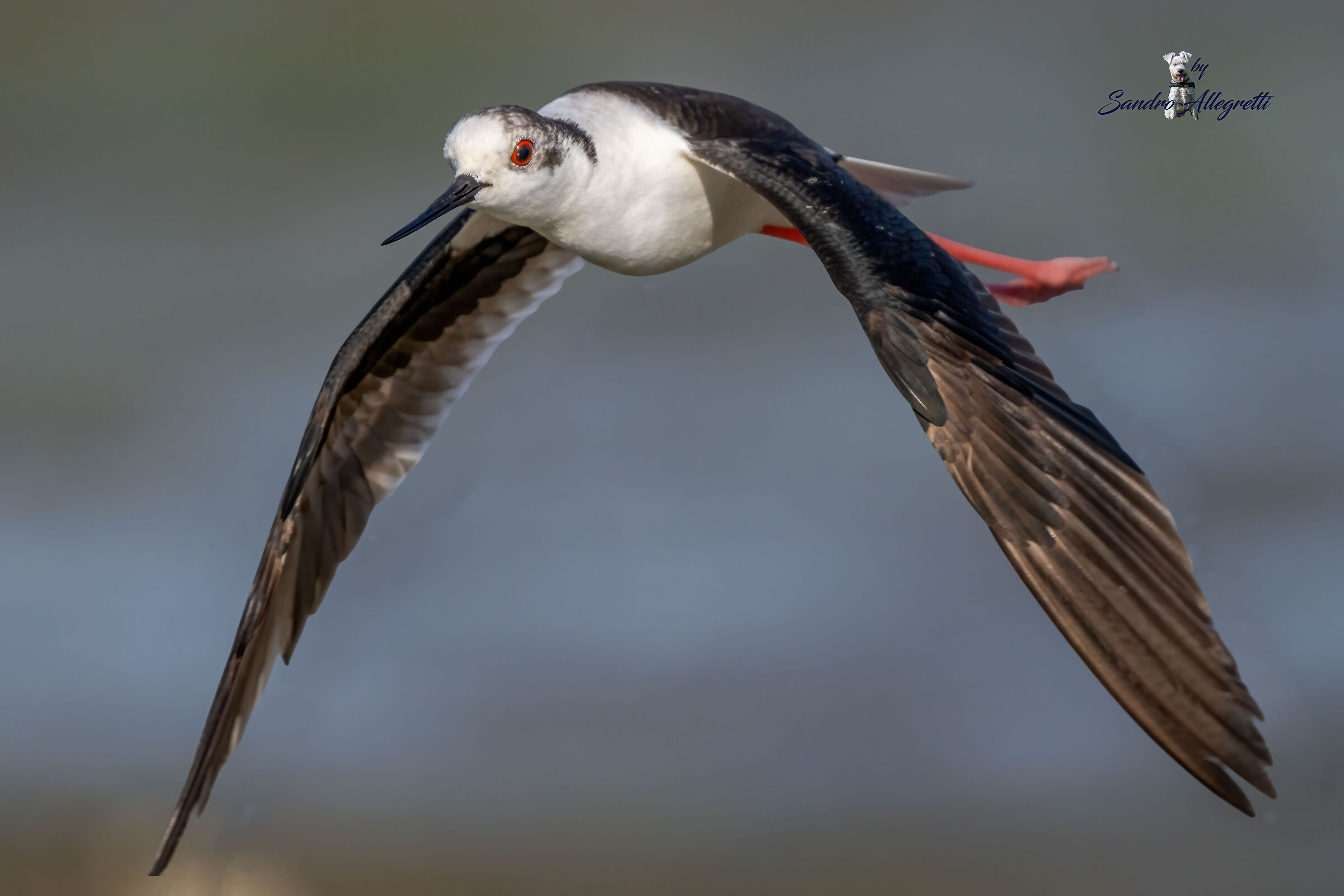 Il cavaliere d'Italia (Himantopus himantopus)