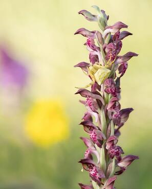 Anacamptis coriophora