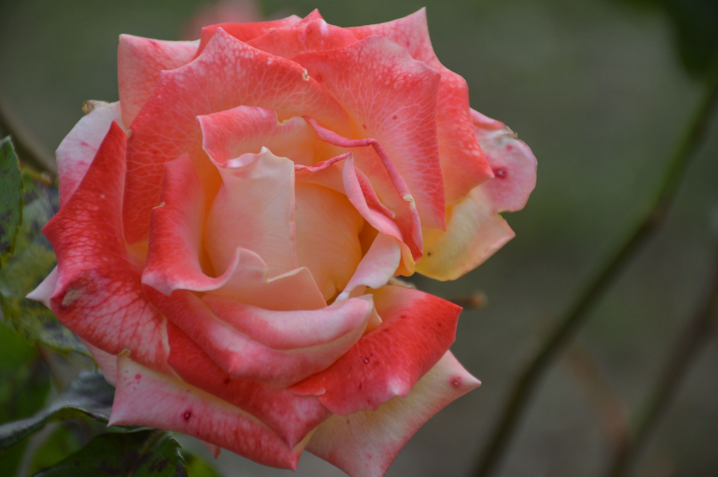 Rosa