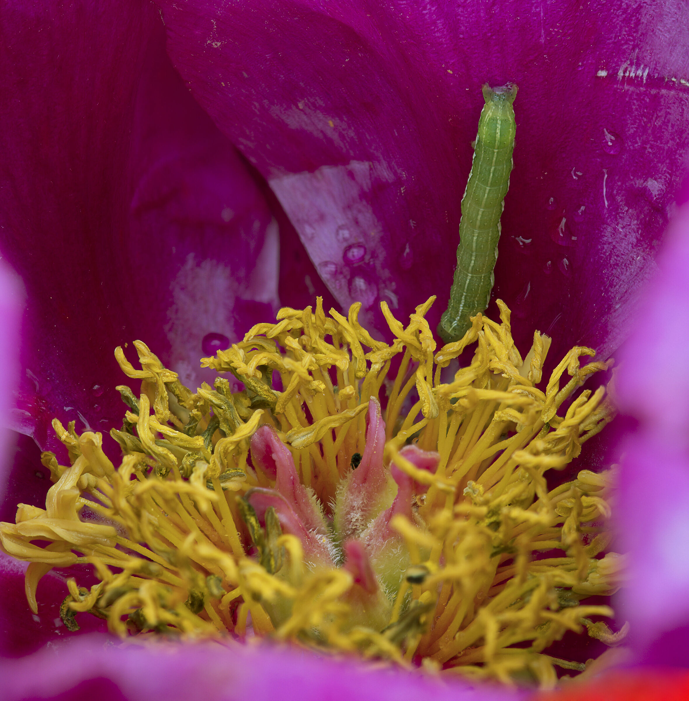 Centro peonia con ospite