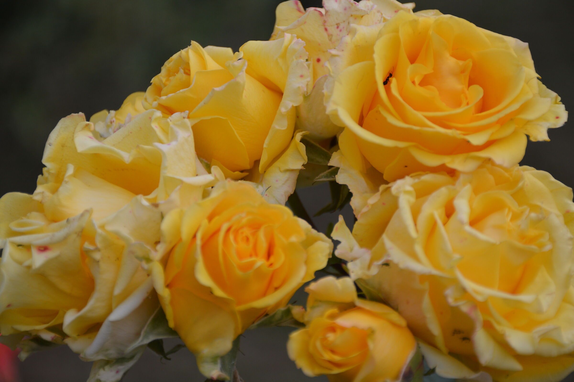 Rose