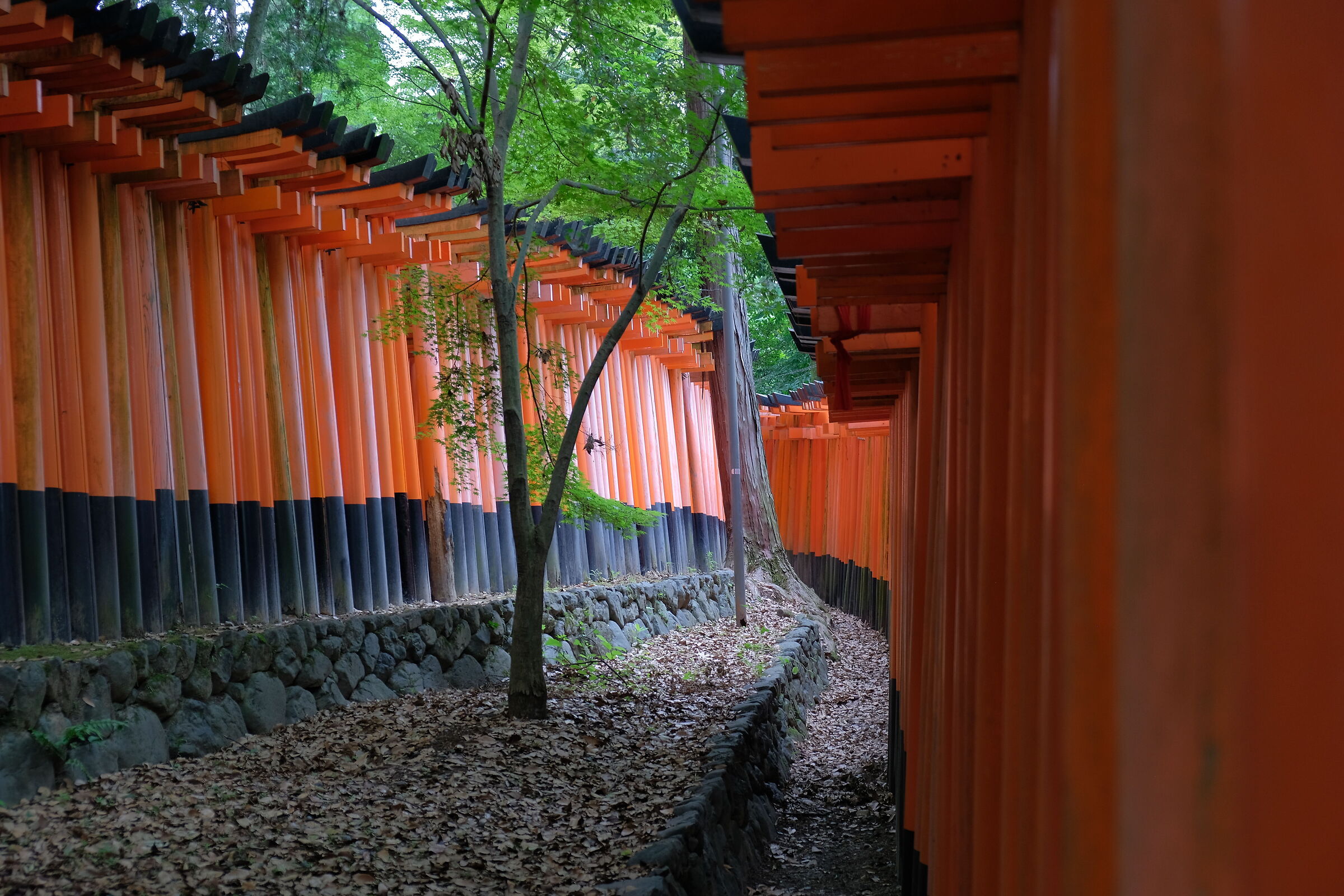 Fushimi Inari, Kyoto