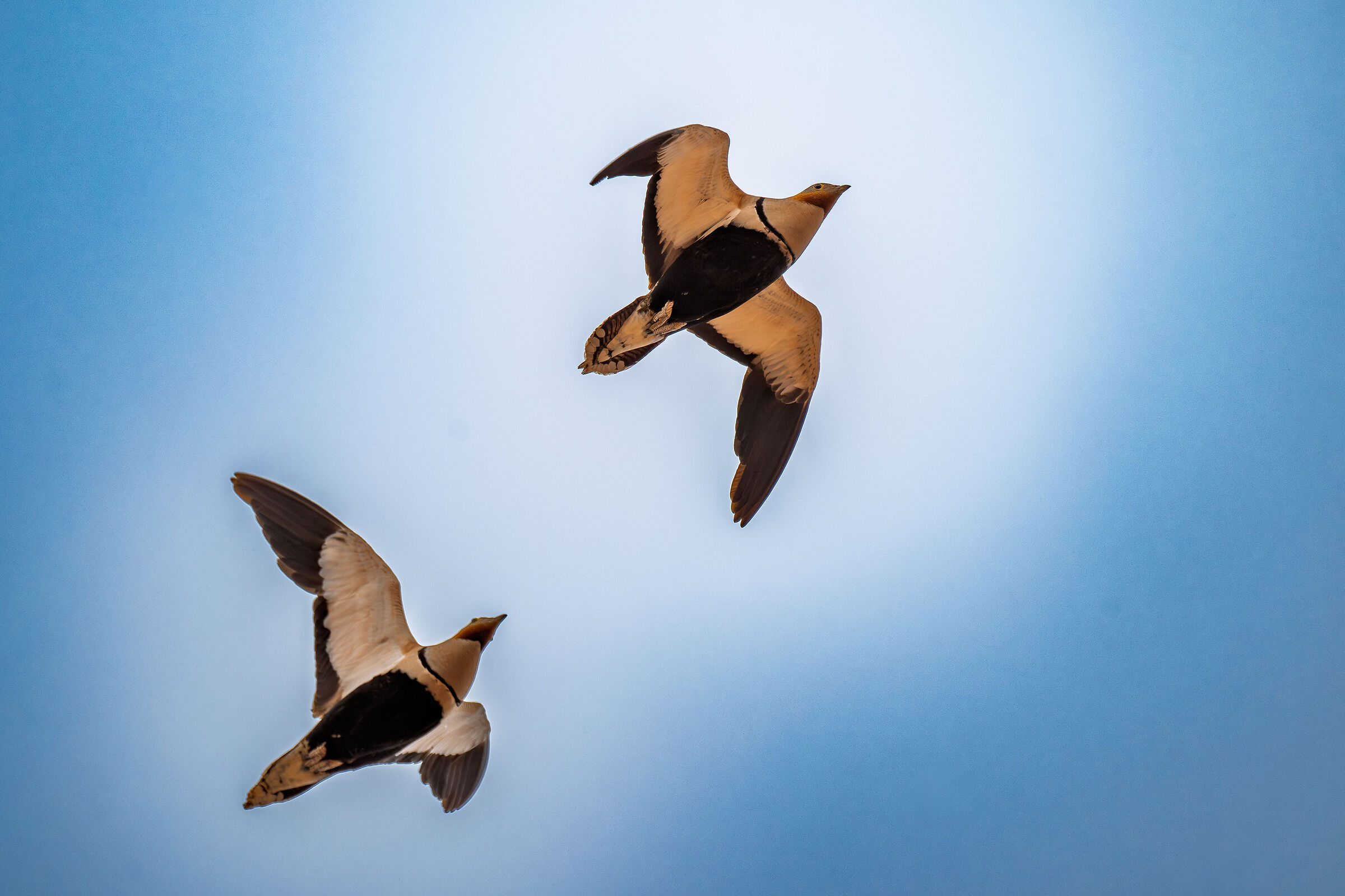 Male and female gangue in flight