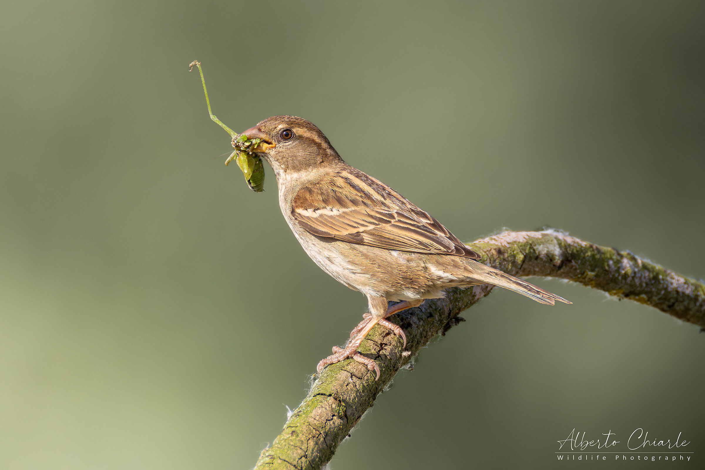European Sparrow