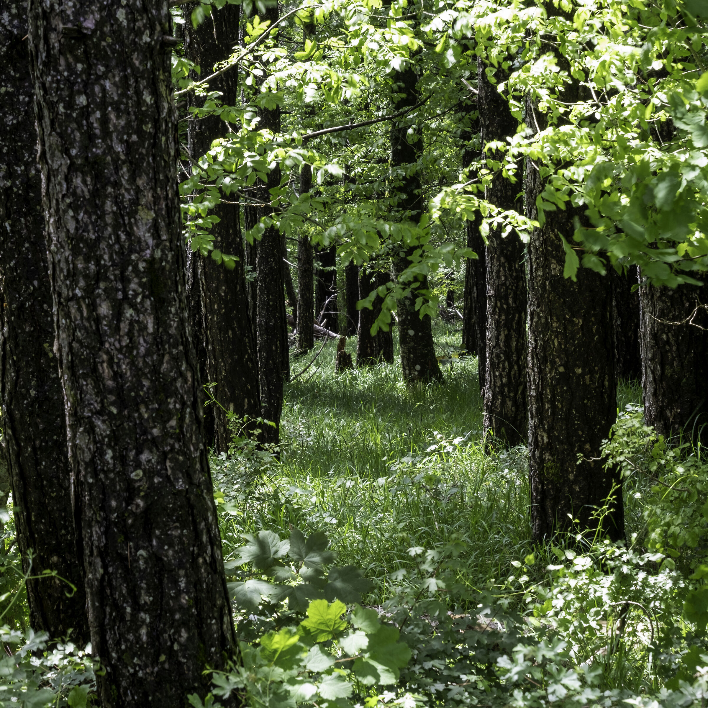 foreste casentinesi 1