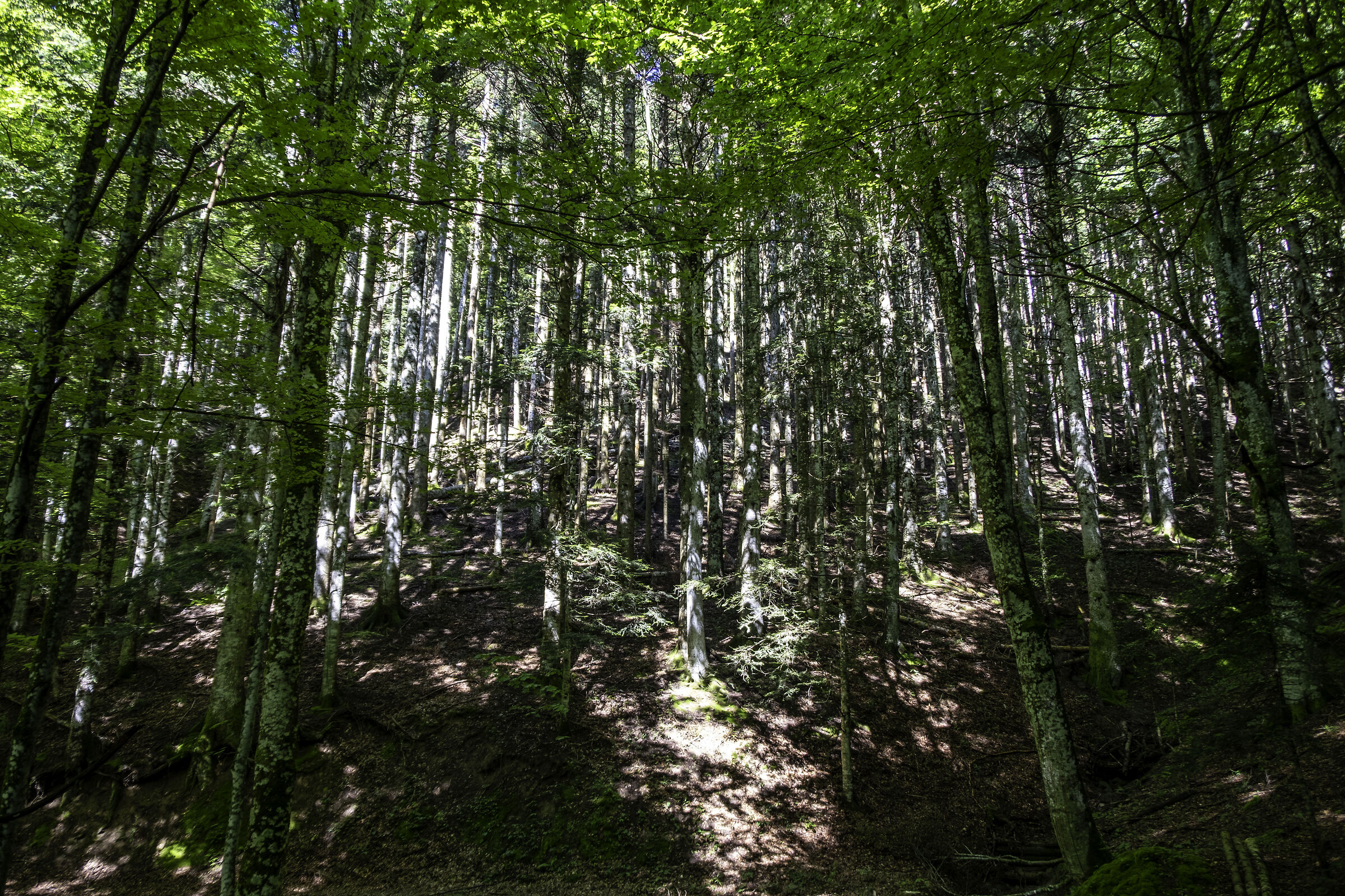 foreste casentinesi 2
