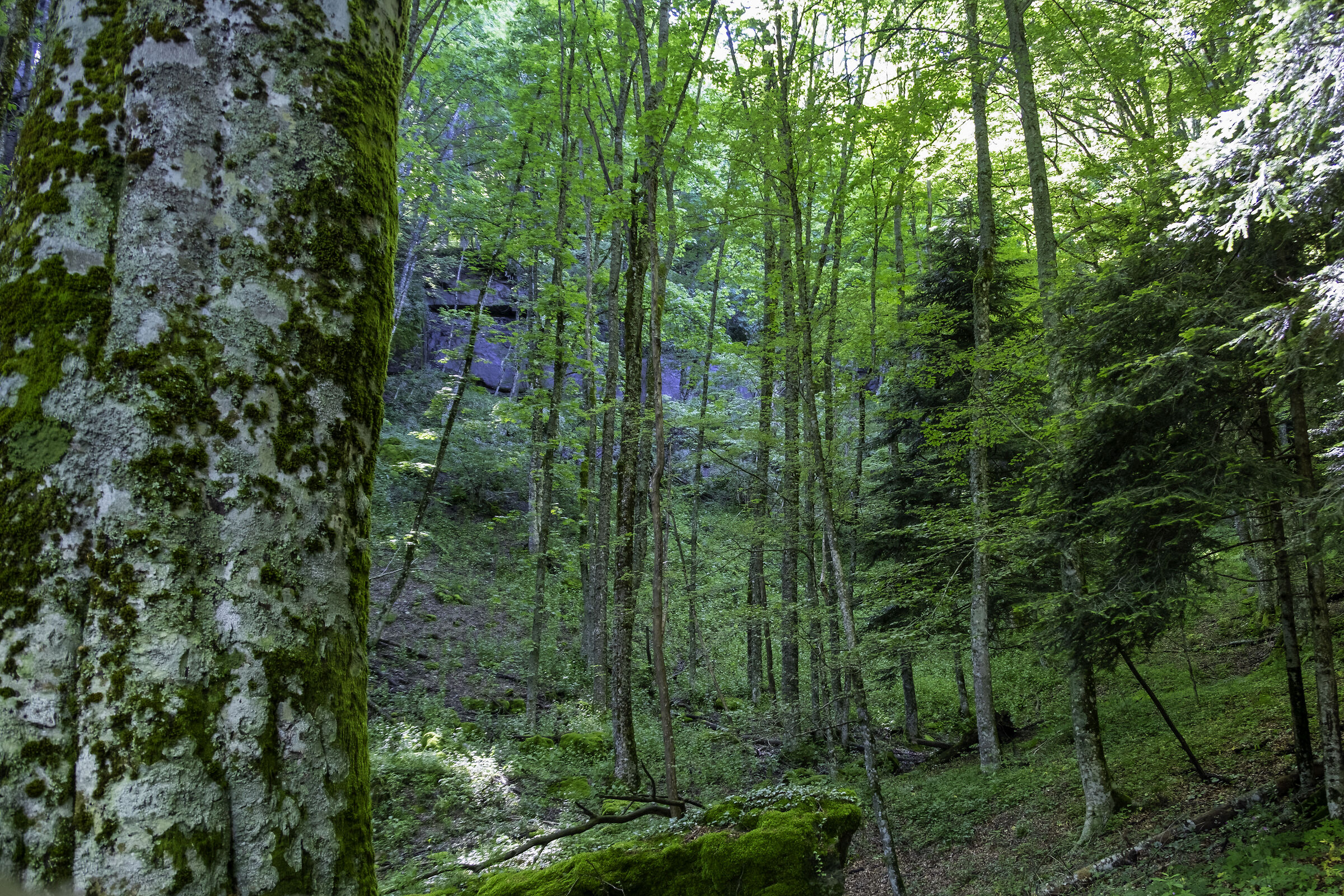 foreste casentinesi 3