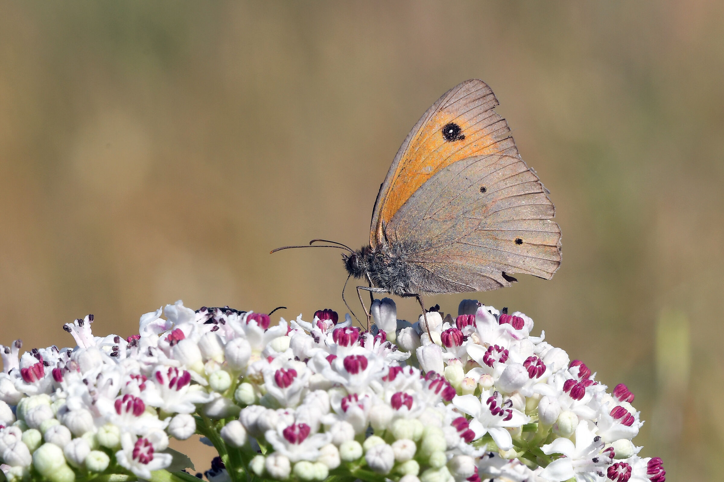 Common Maniow - Jurtina Maniow