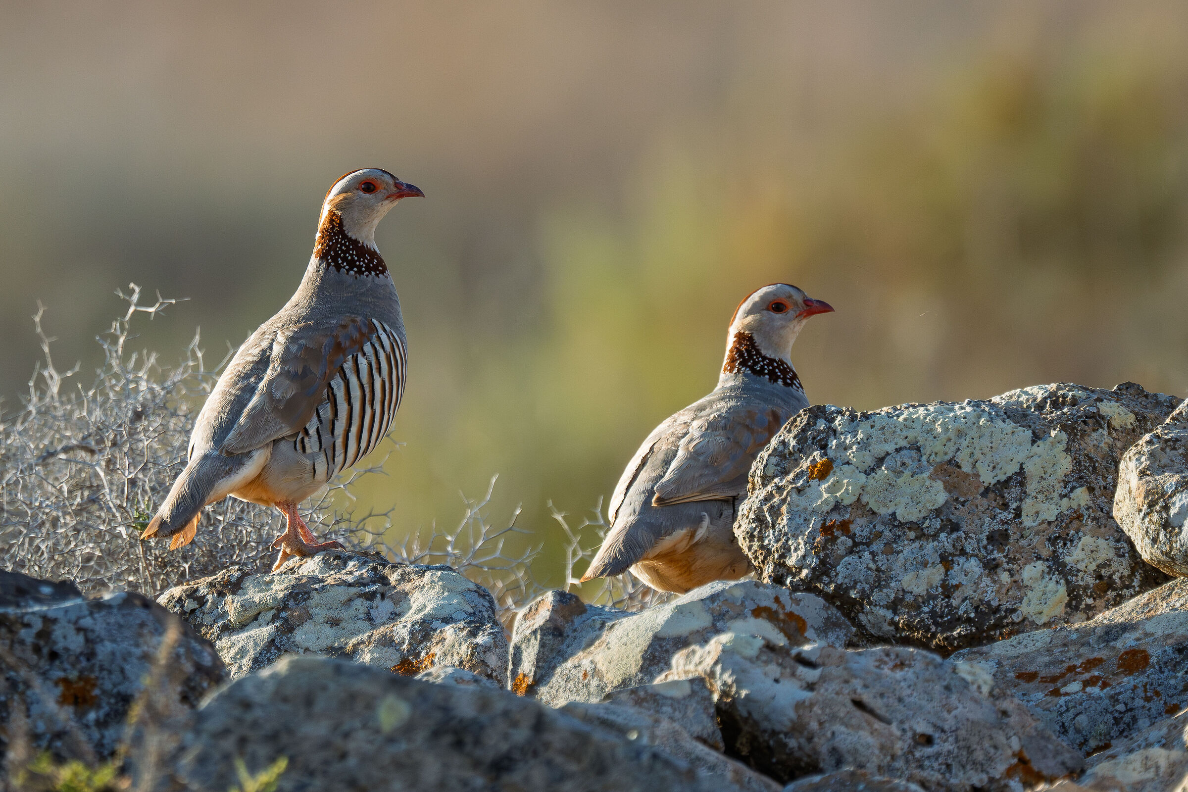 Barbary partridges