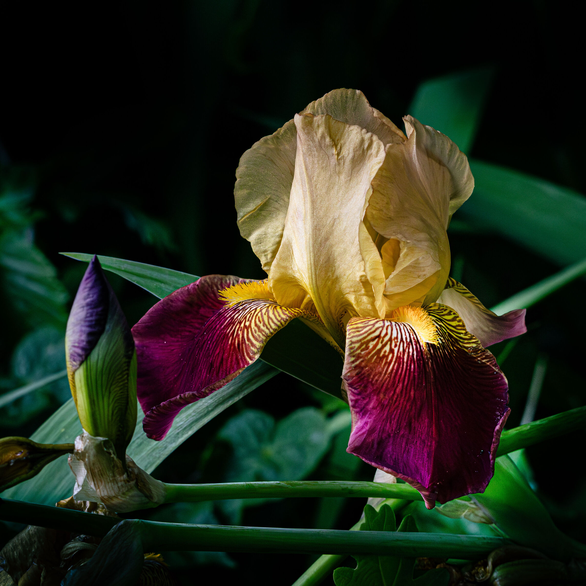 Iris giallo/viola