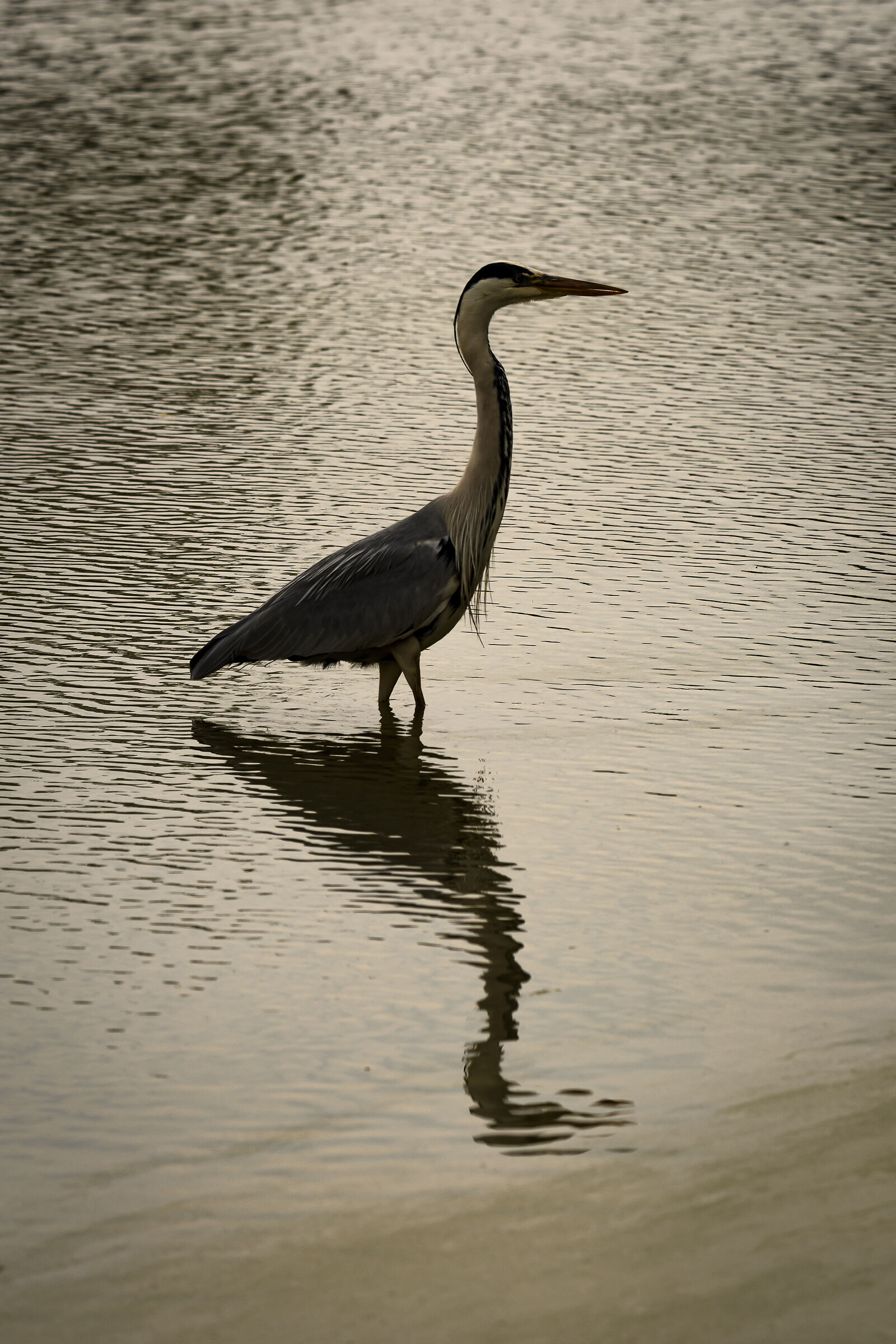 Cenrino heron at dawn