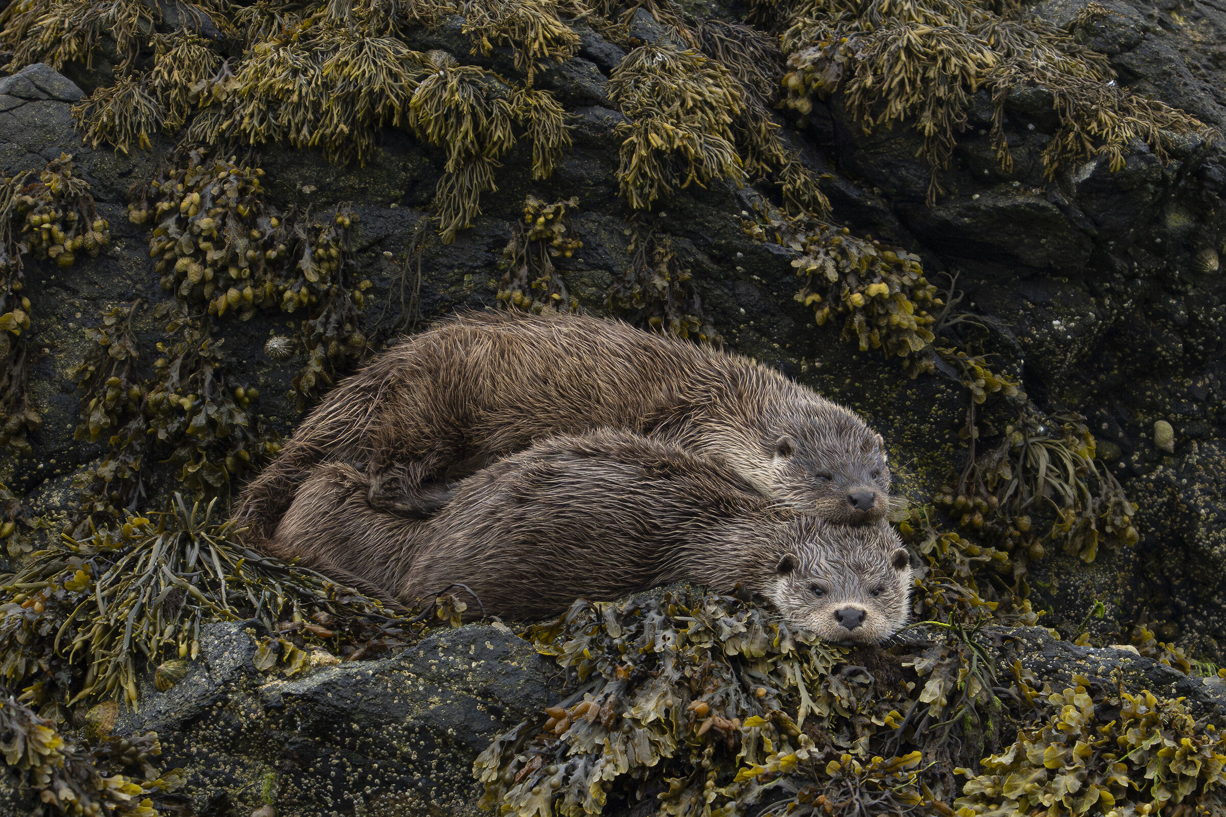 Otters #2