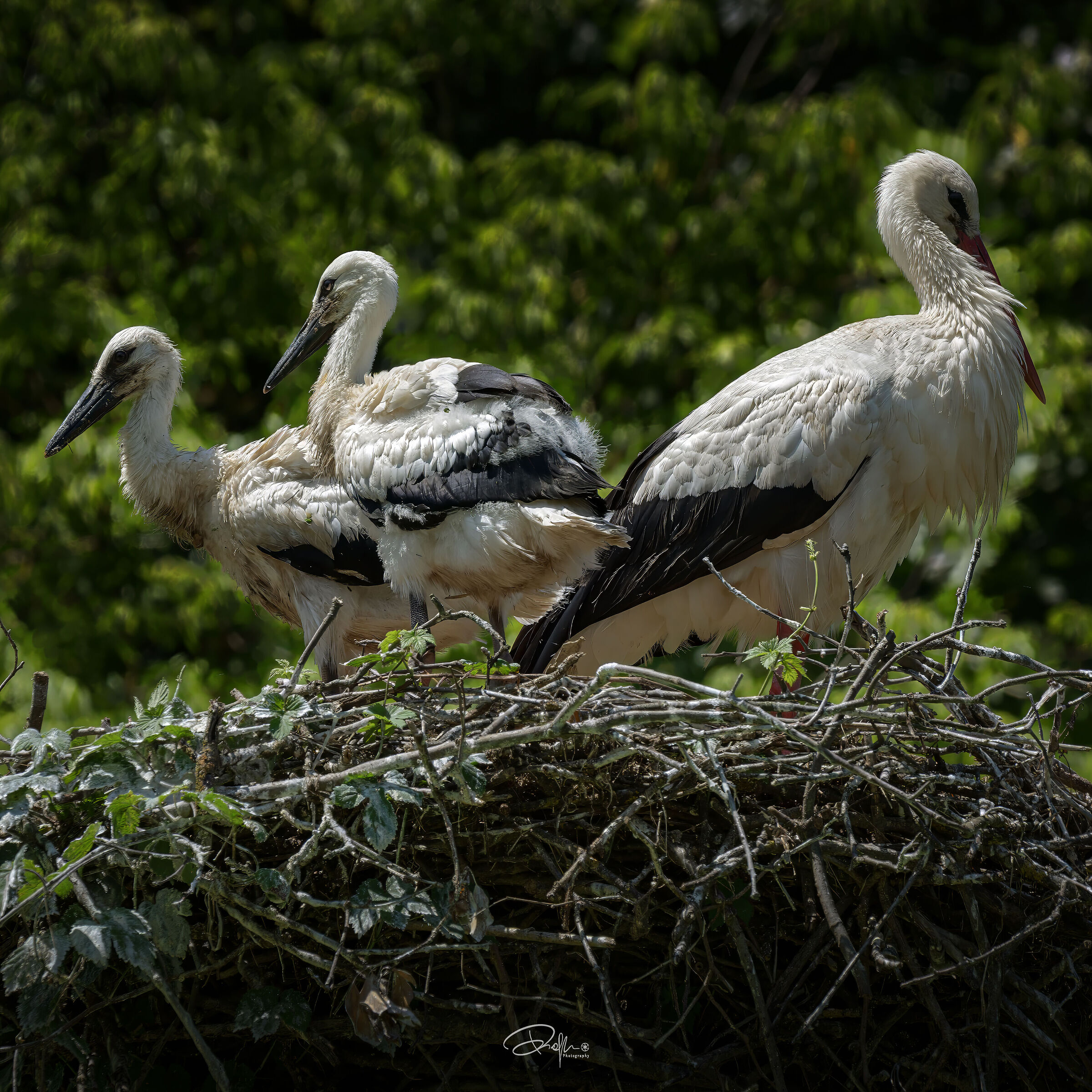 Famiglia di Cicogne, Oasi di Sant'Alessio