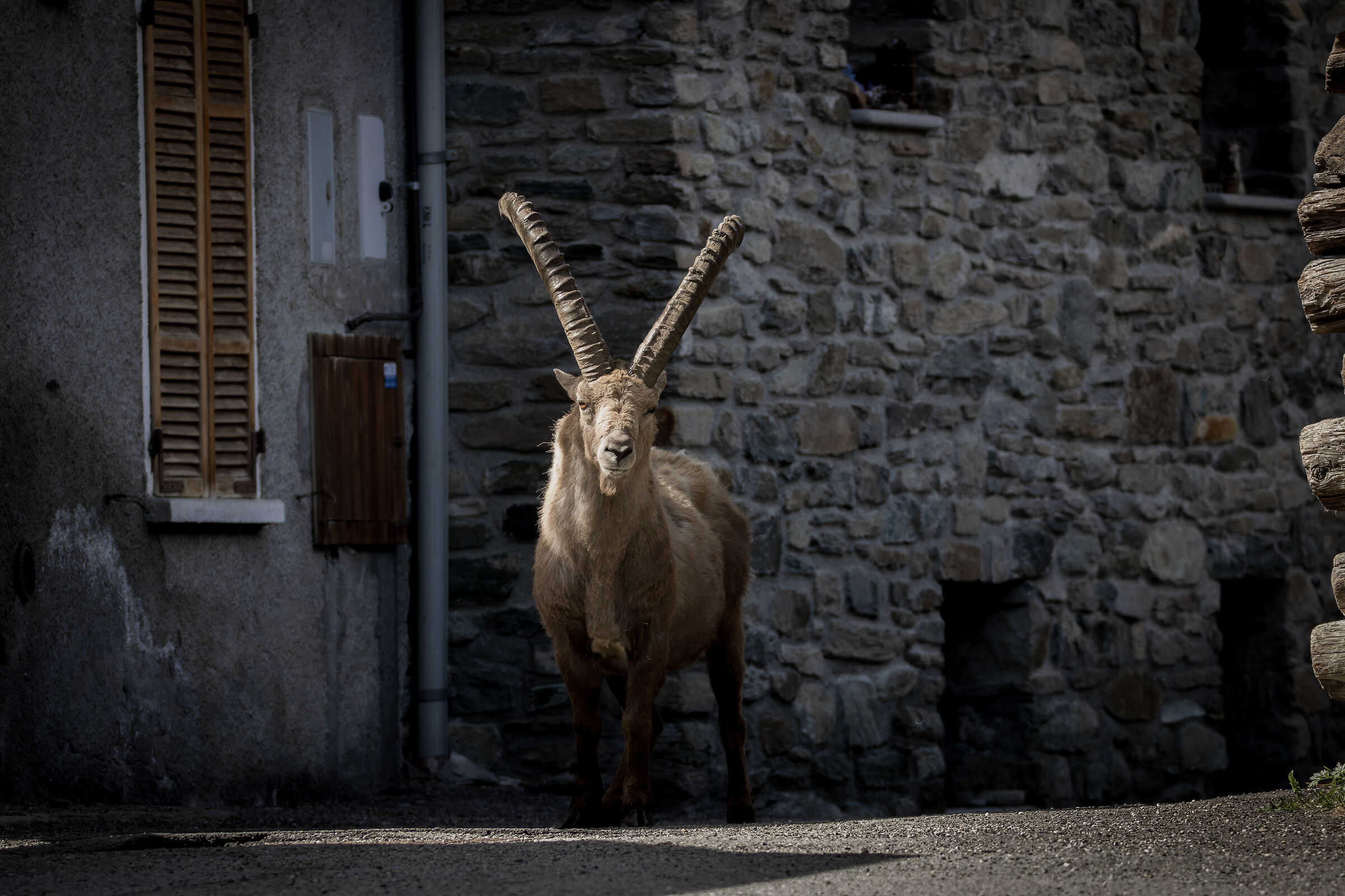 Stambecco delle Alpi