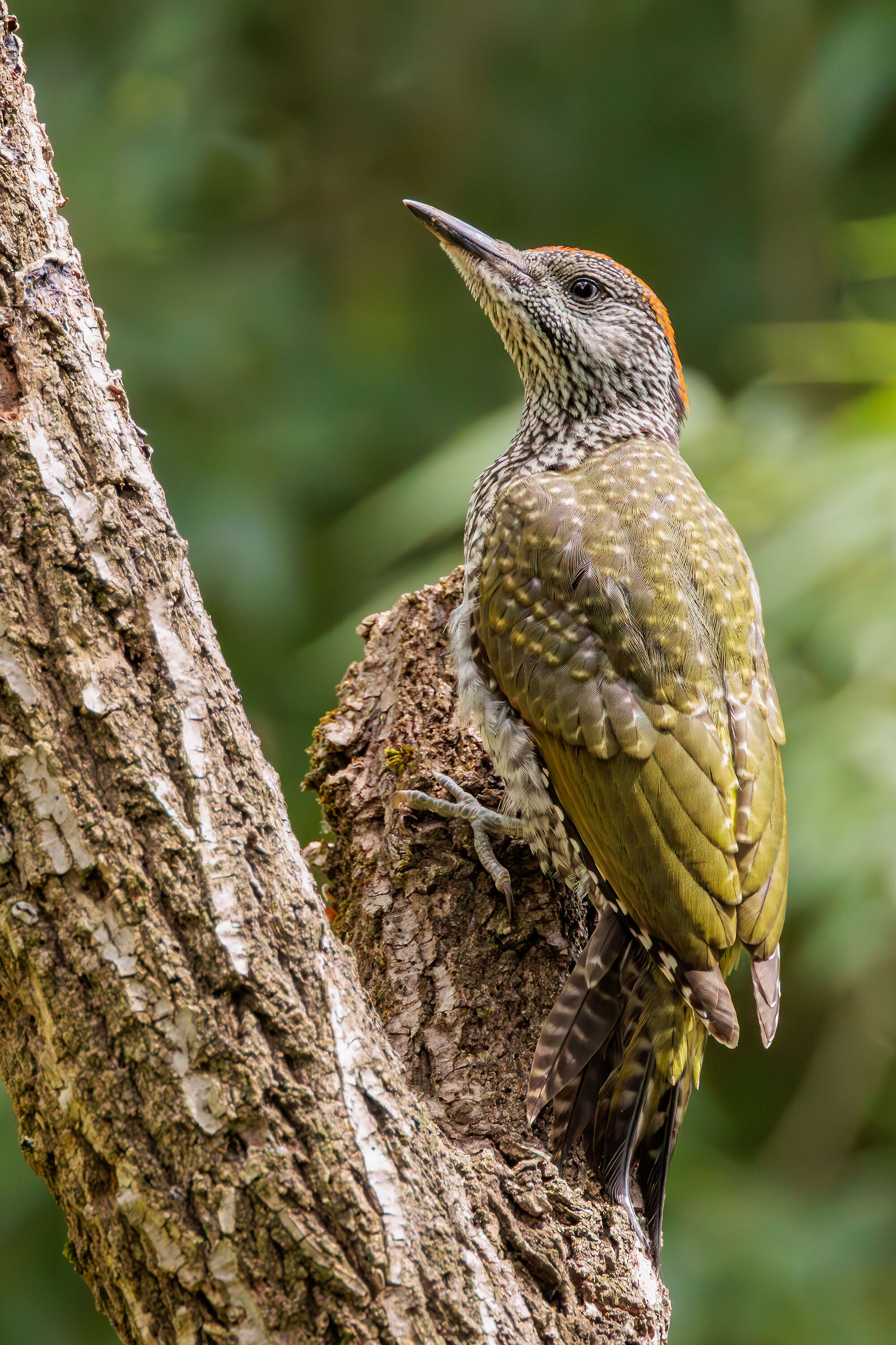 Juv green woodpecker