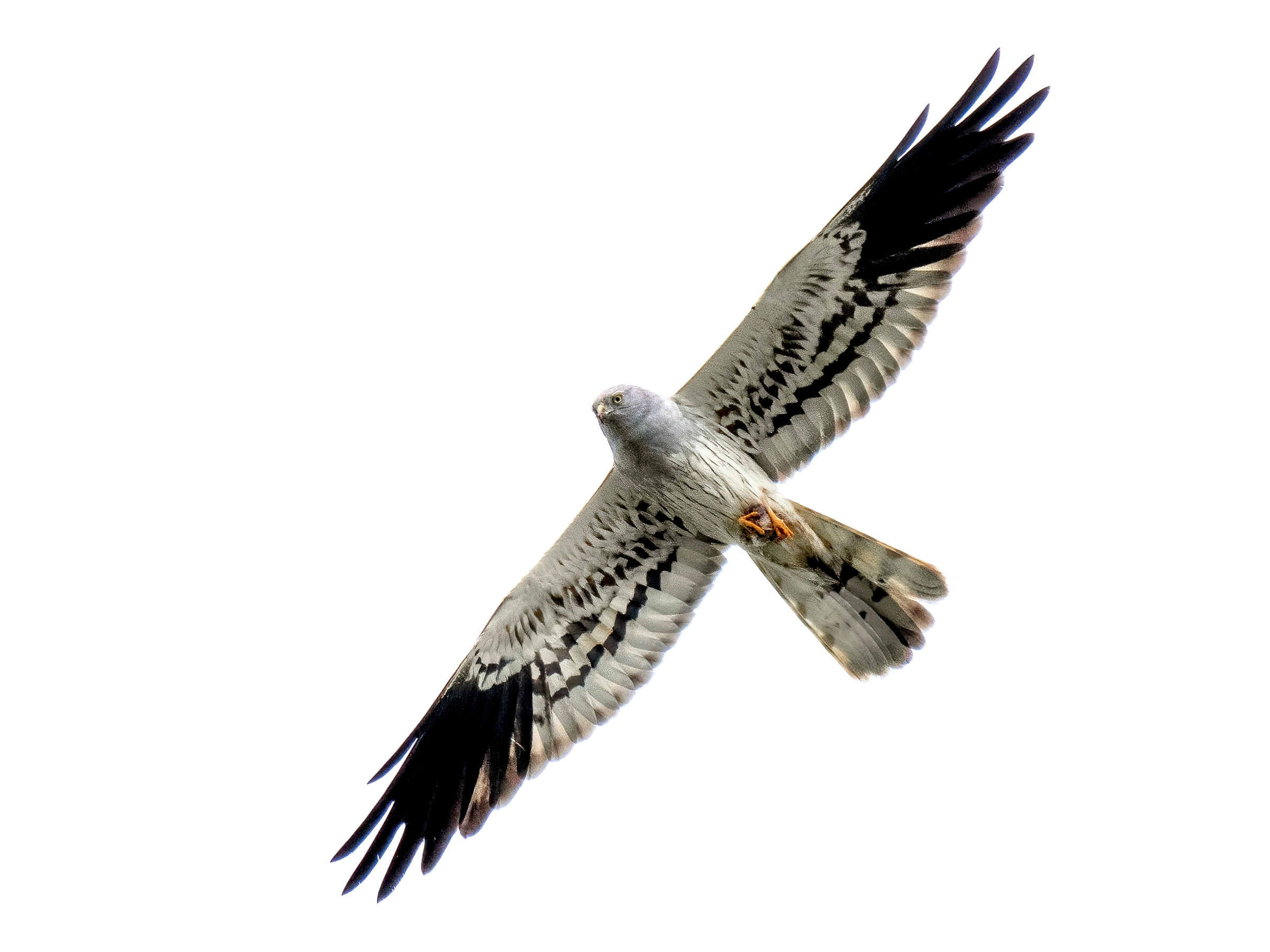 Montagu's Harrier (Circus pygargus) male