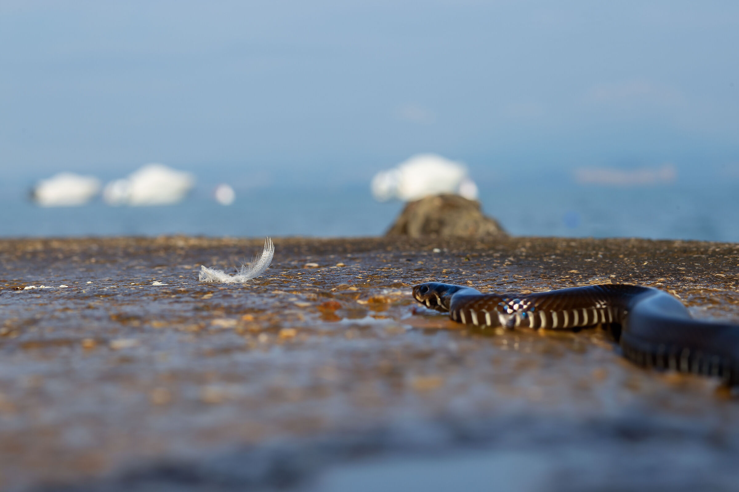 Senza Titolo