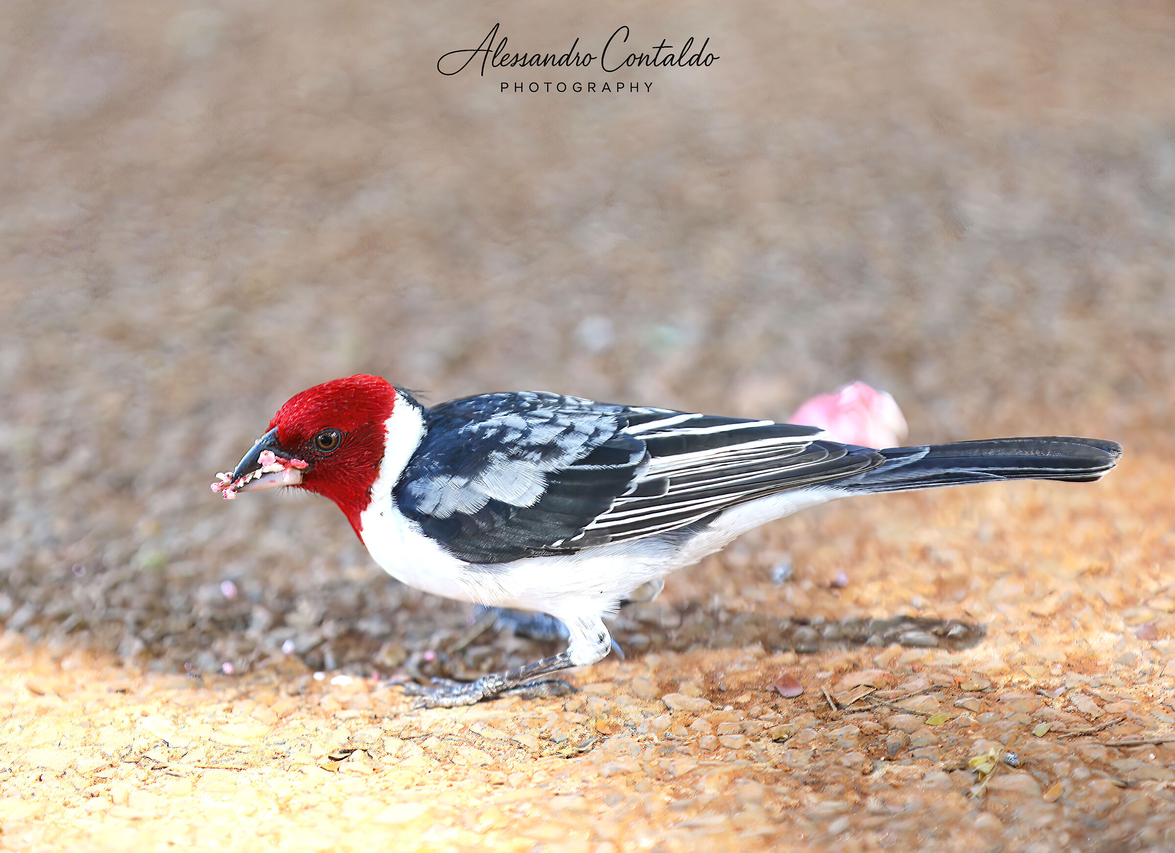Cardinale dal cappuccio rosso