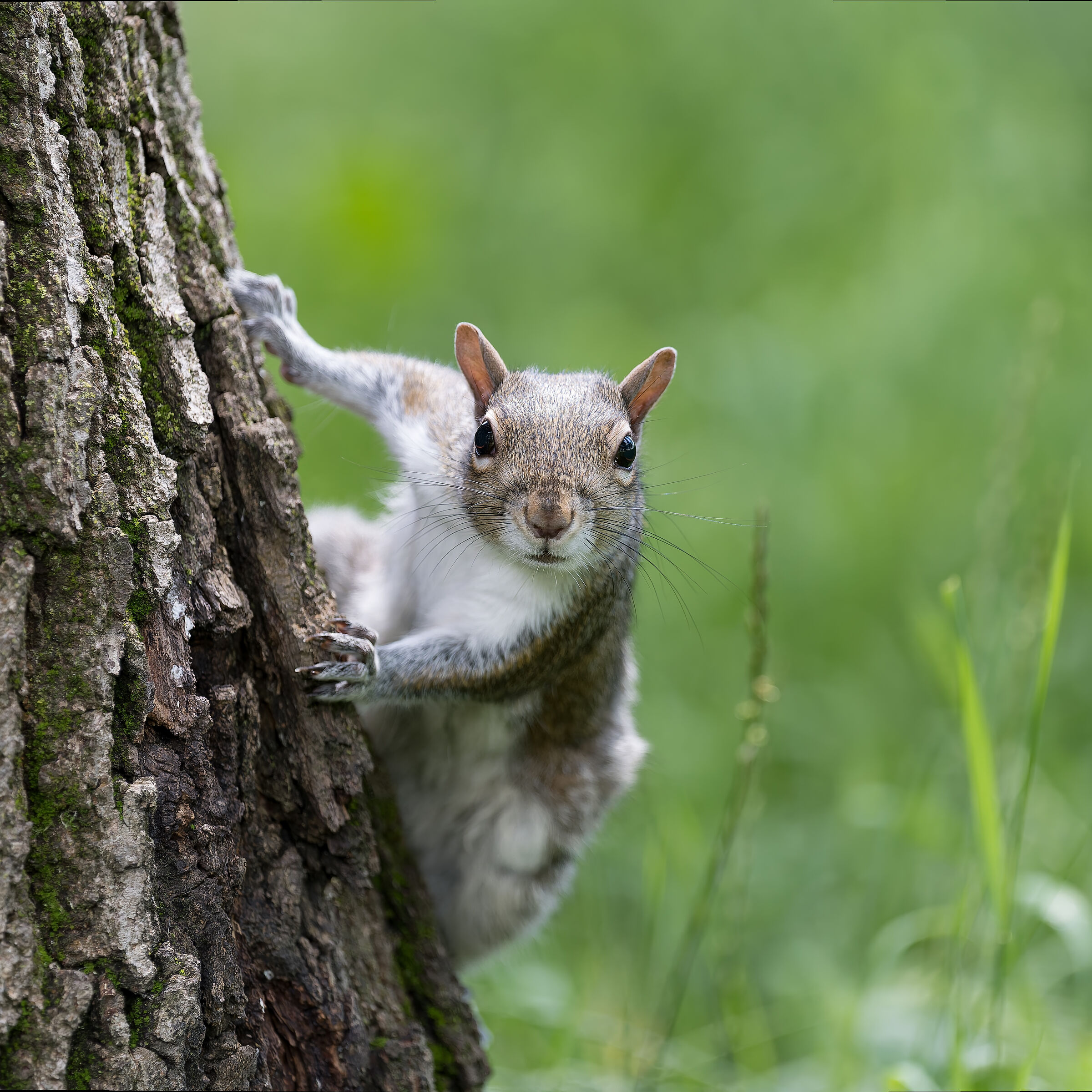 Scoiattolo Grigio - Turin