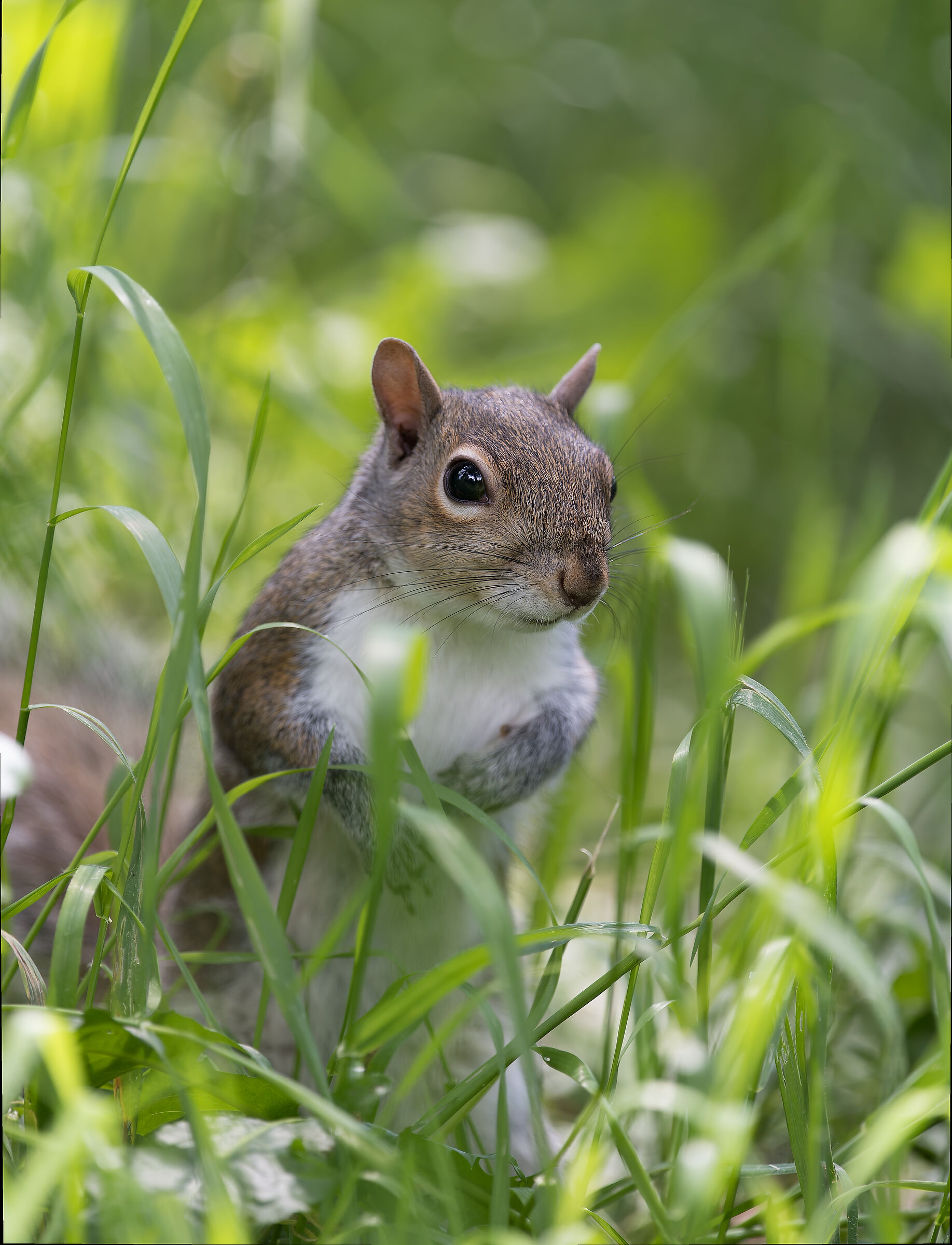 Stoiattolo Grigio - Turin