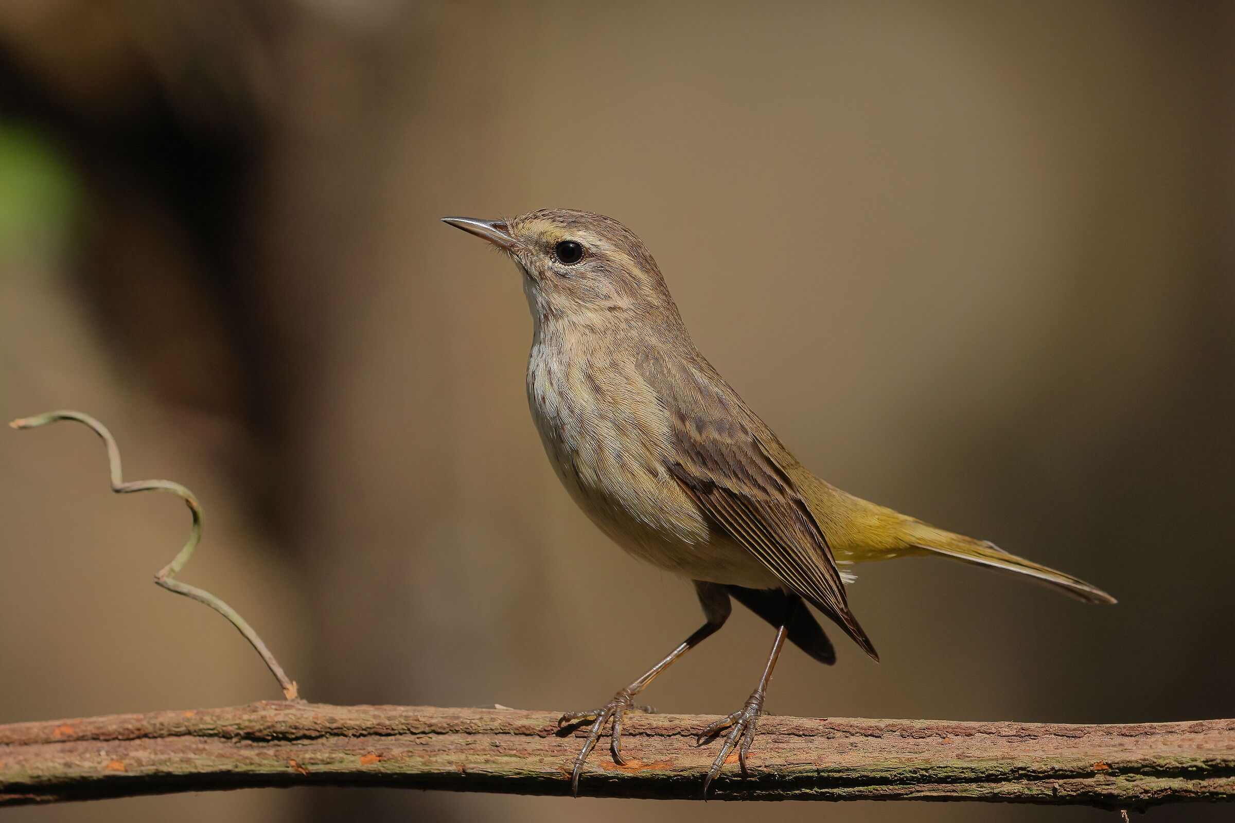 Palm warbler