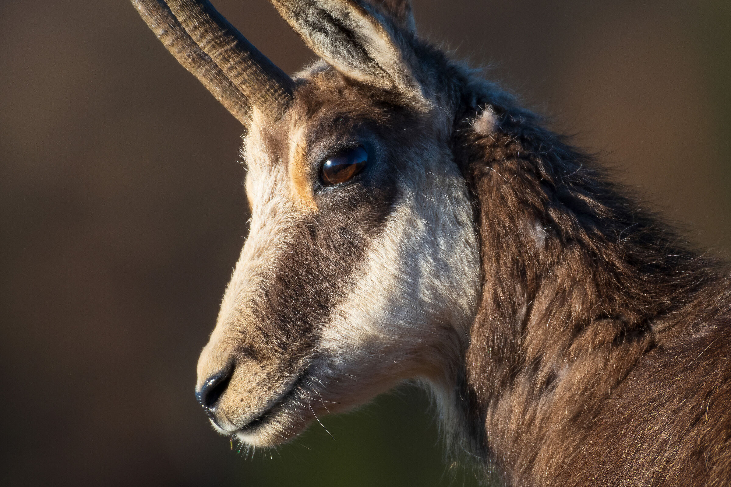 Il mio amico Giampi_1