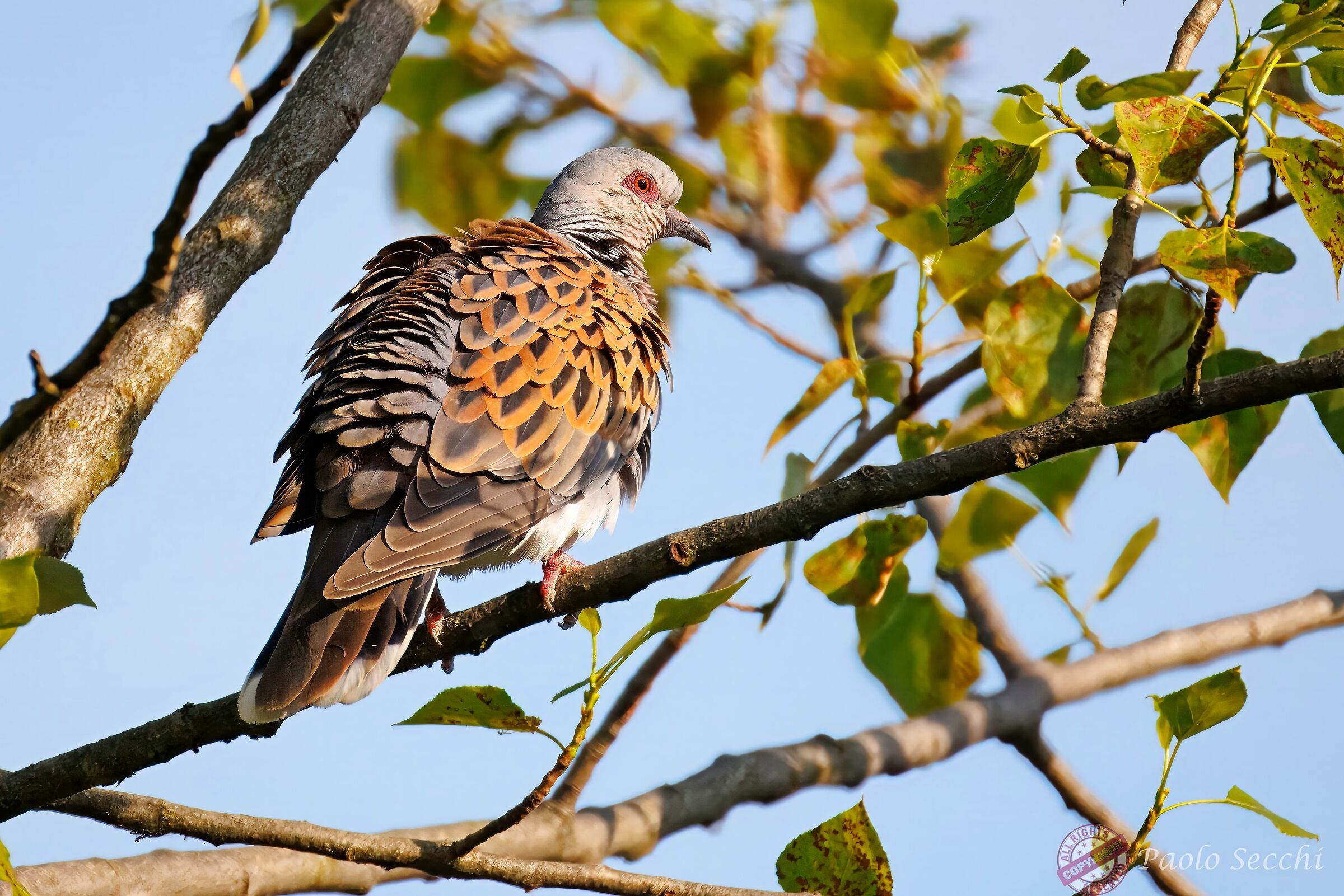 Turtledove (Streptopelia turtur)