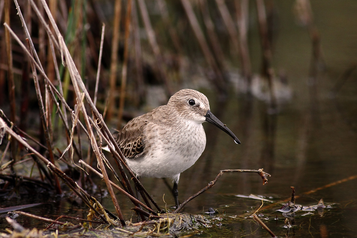 Dunlin