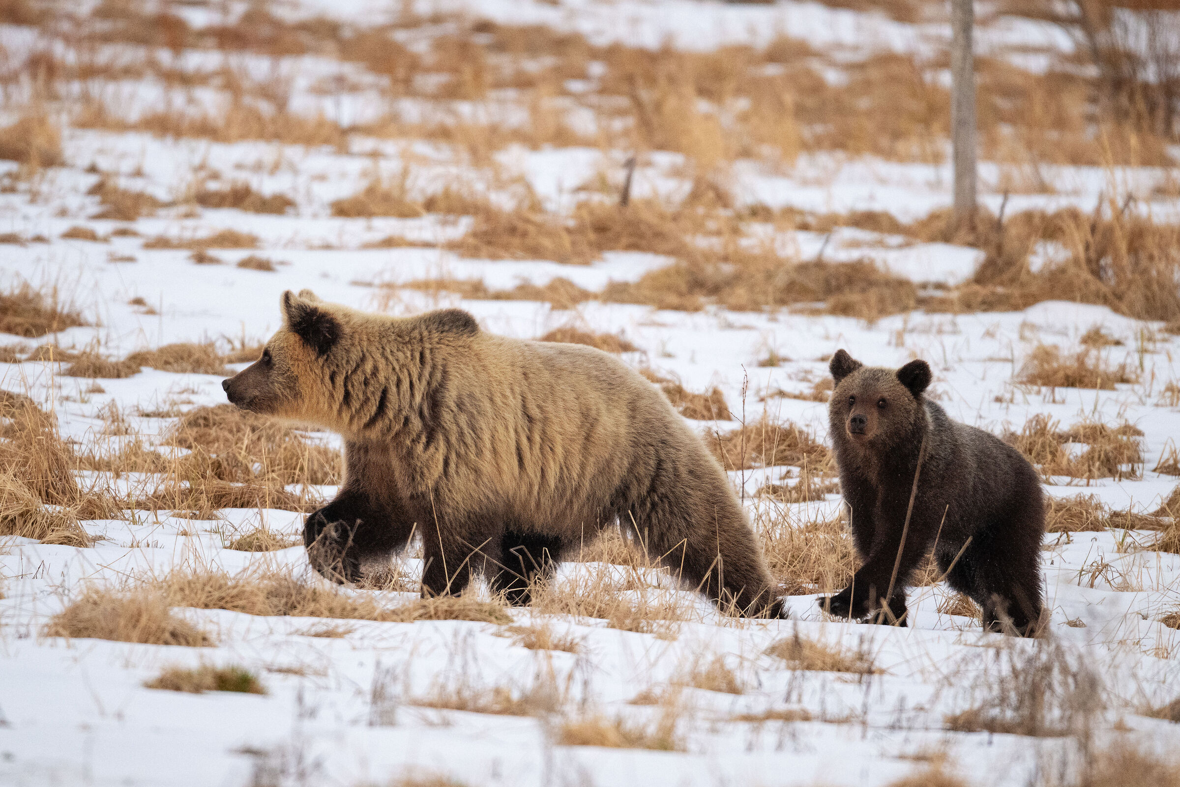European brown bear