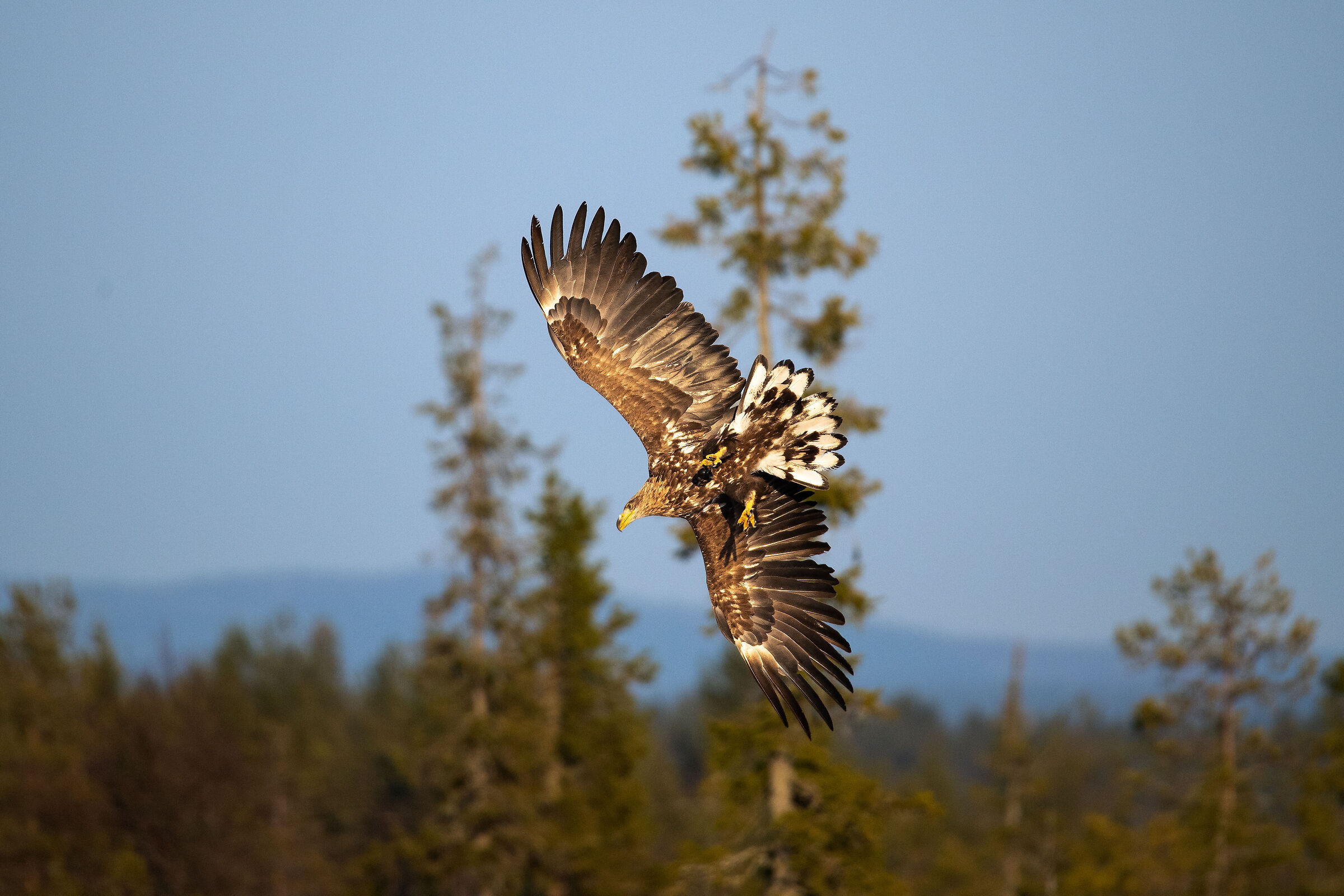 Haliaeetus albicilla
