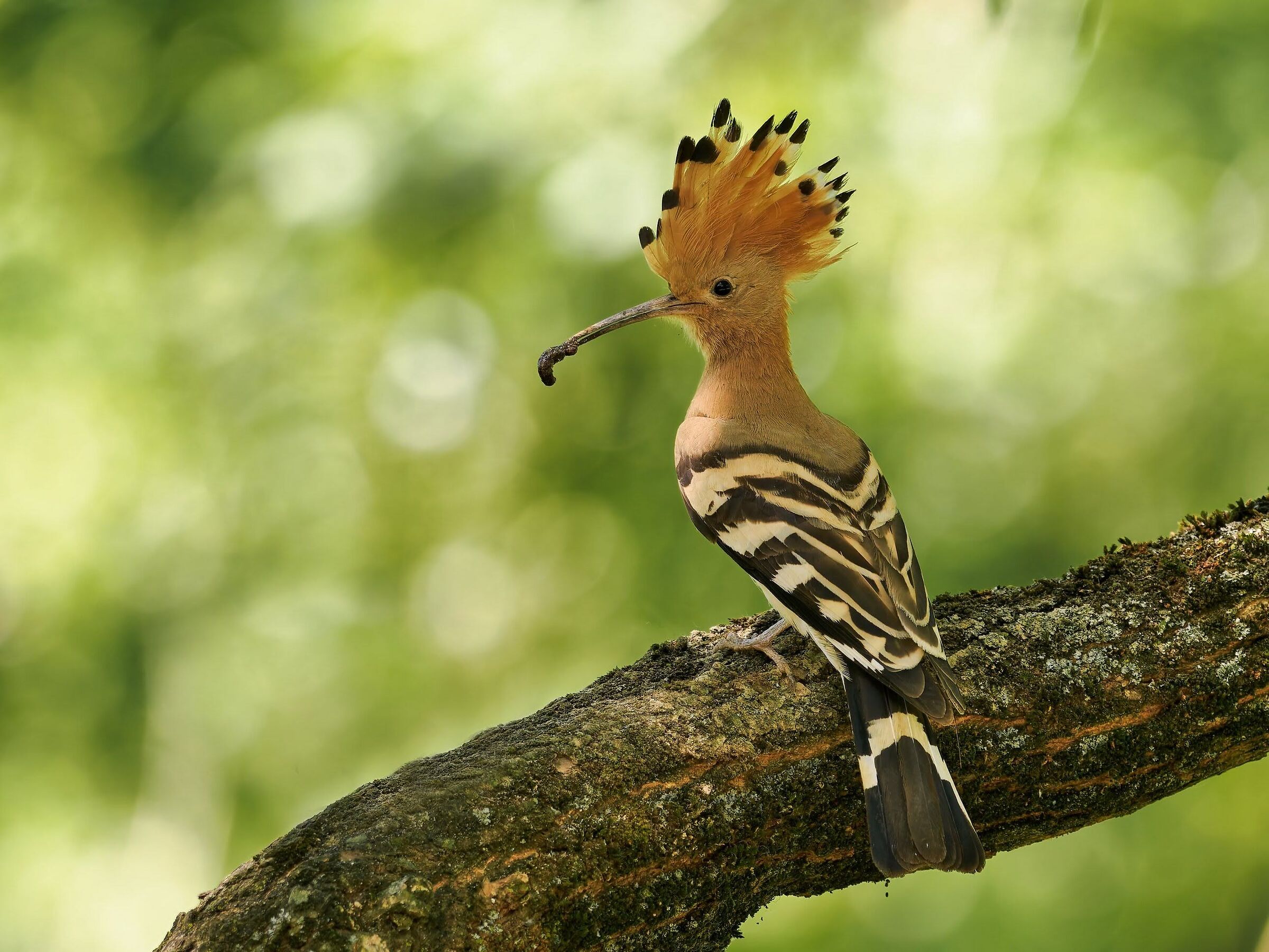 Hoopoe