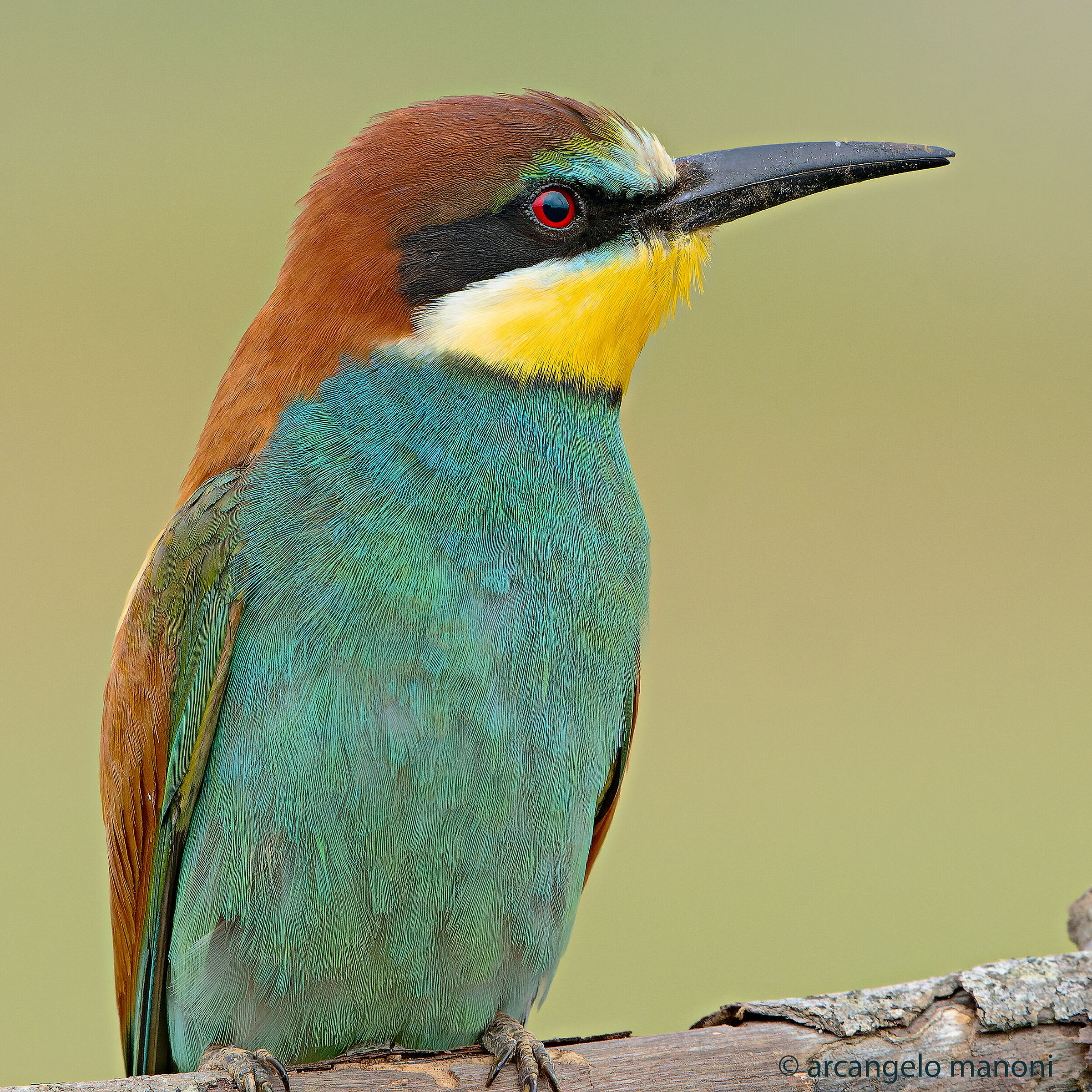 Ritratto al gruccione