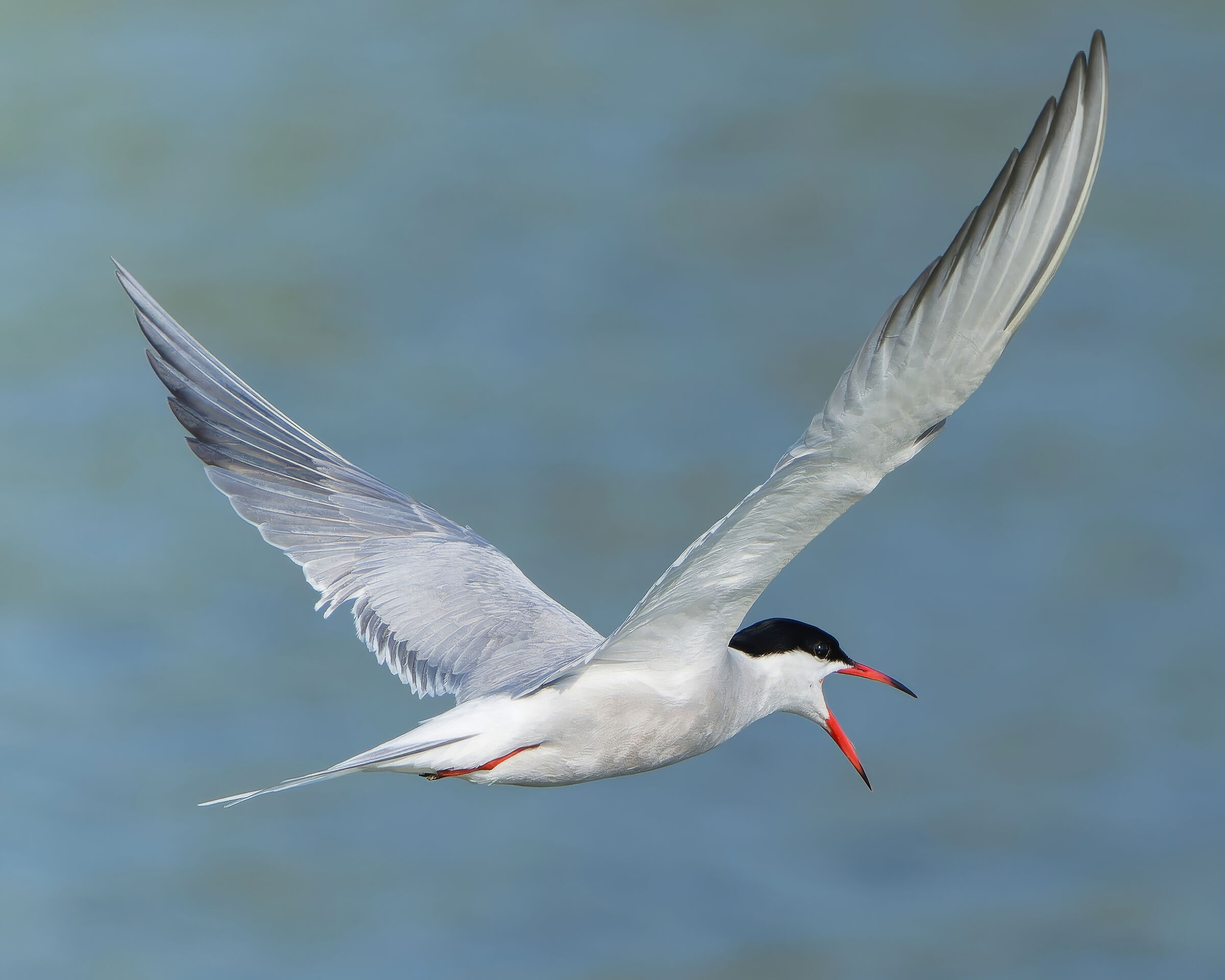Tern
