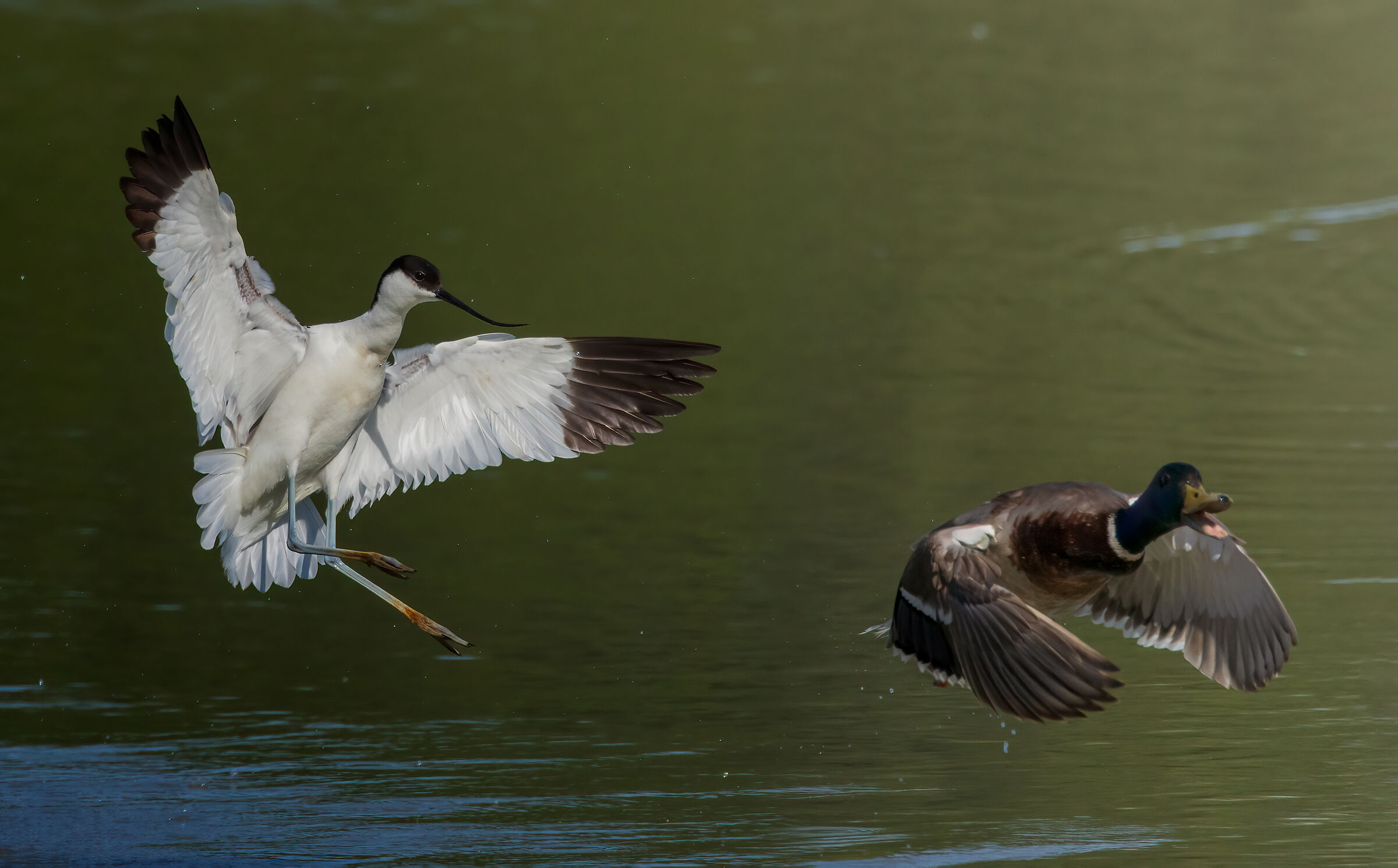 Avocet vs Germano m.