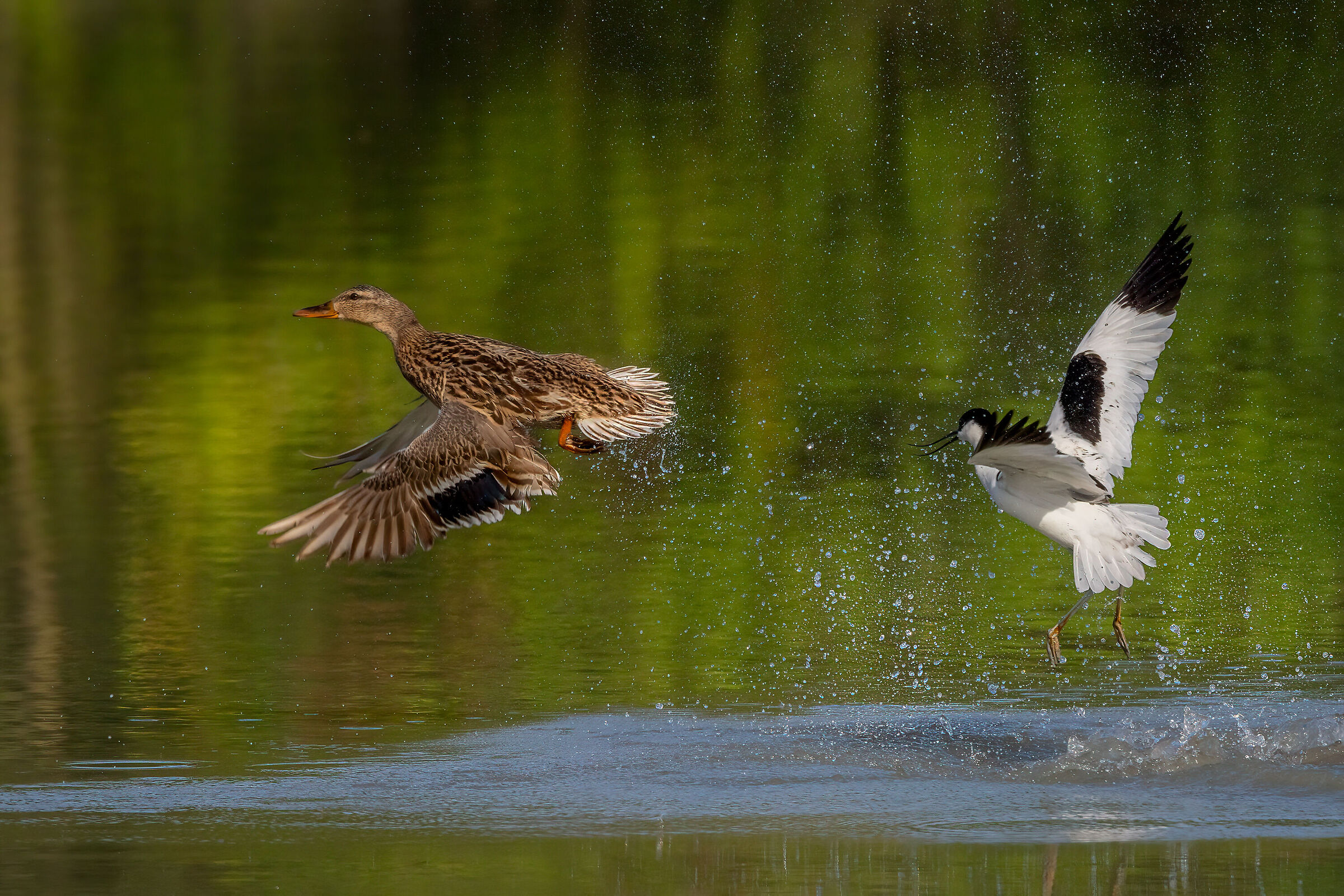 Avocet vs Germano f.