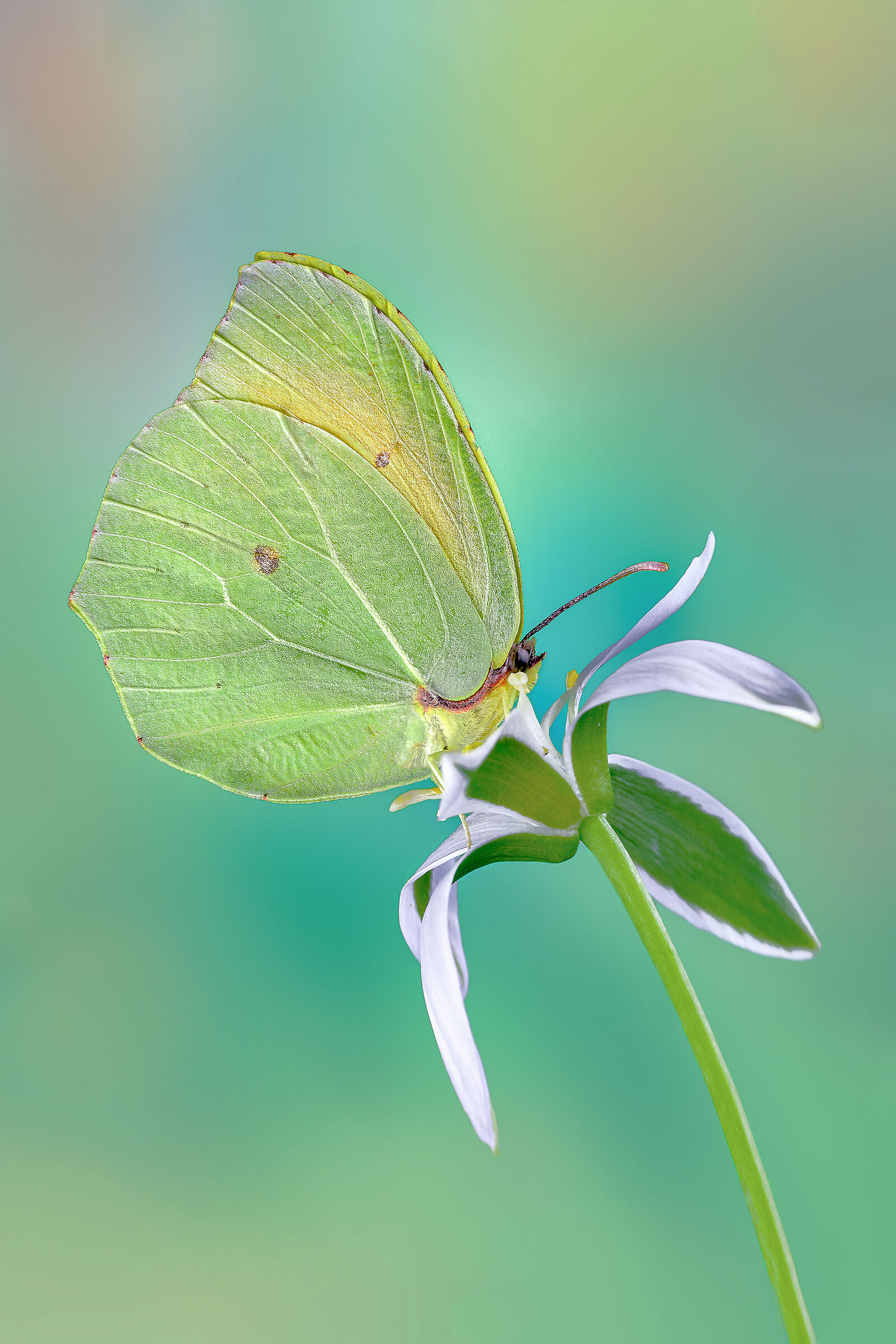 Gonepteryx cleopatra