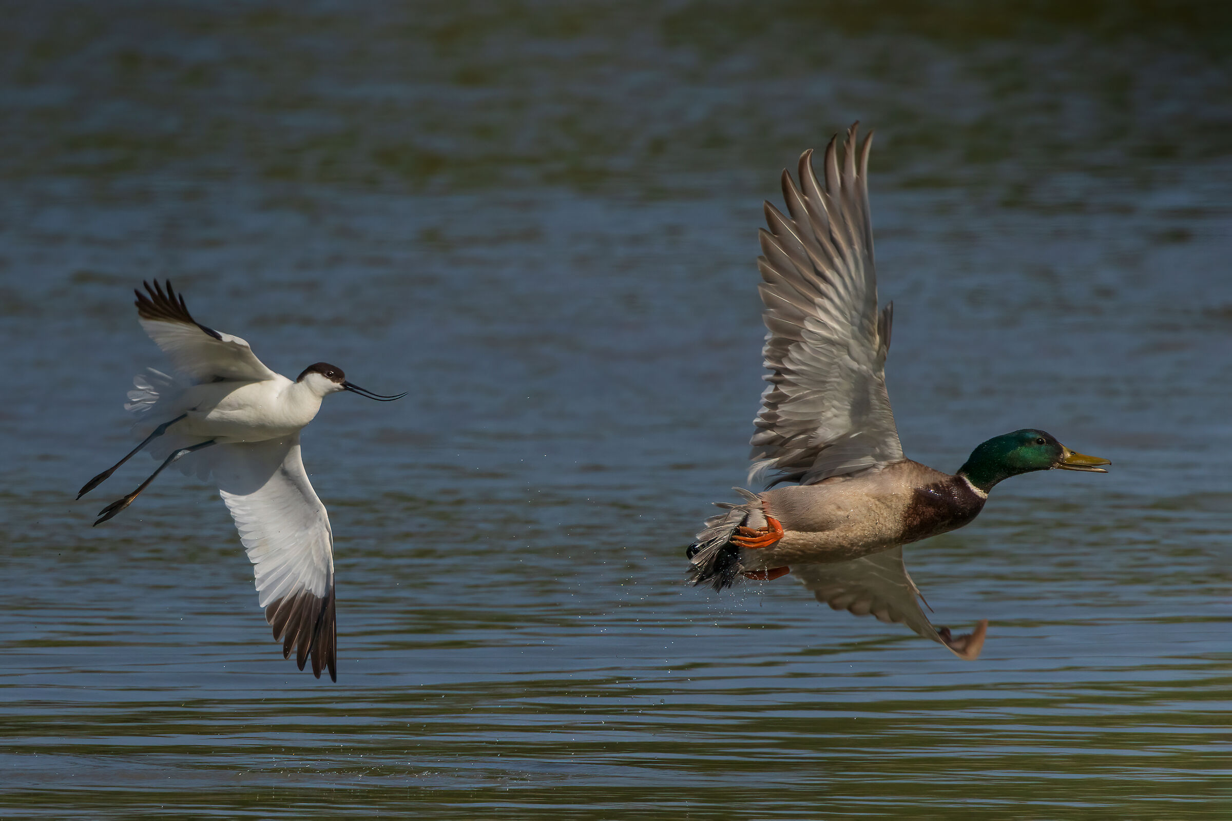 Avocet vs Germano m.