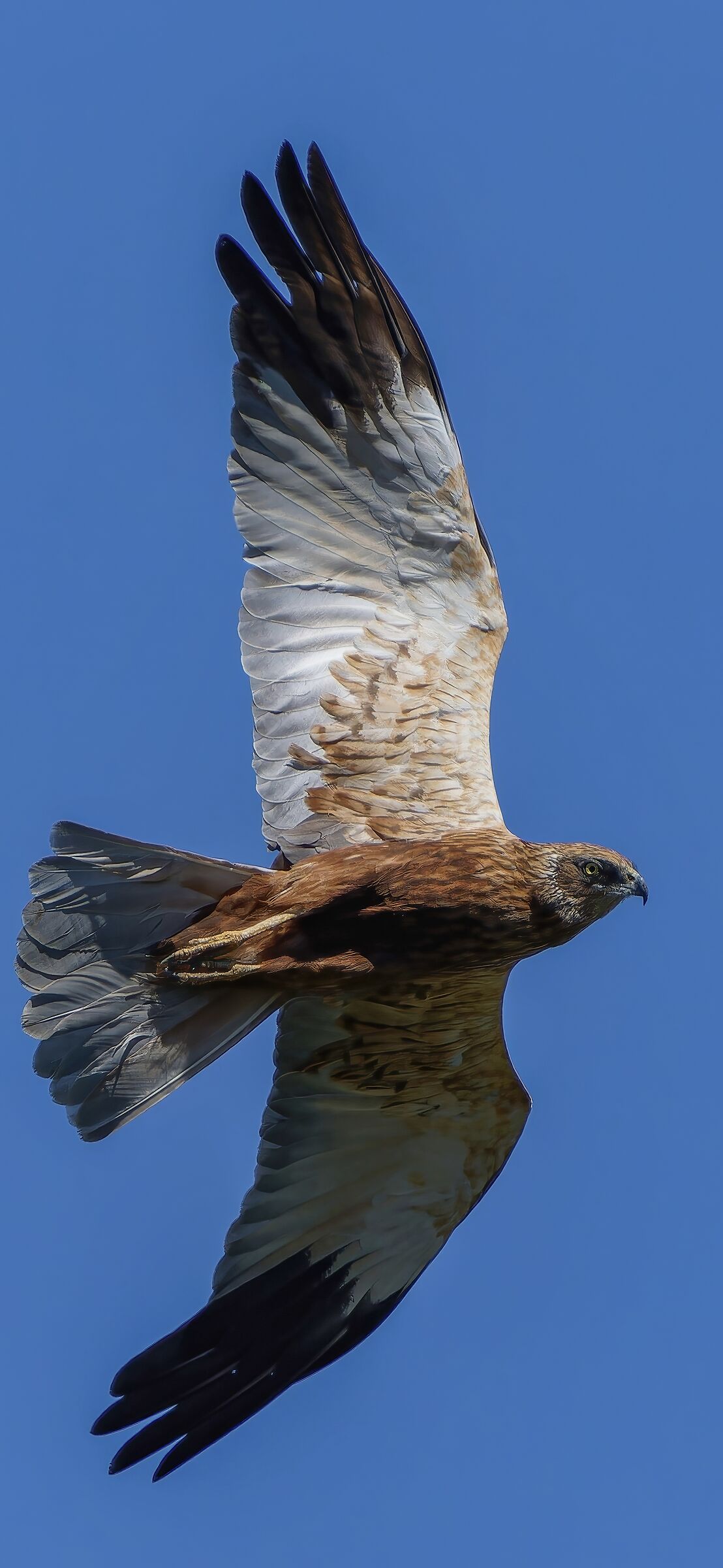 Marsh Harrier