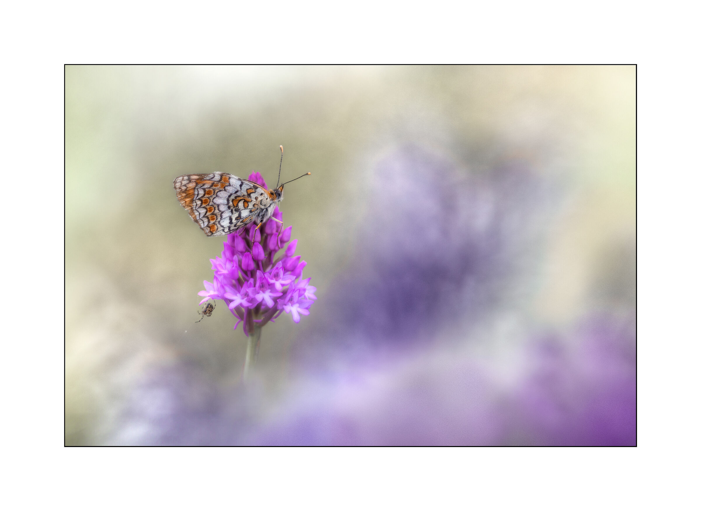 pyramidalis with guests